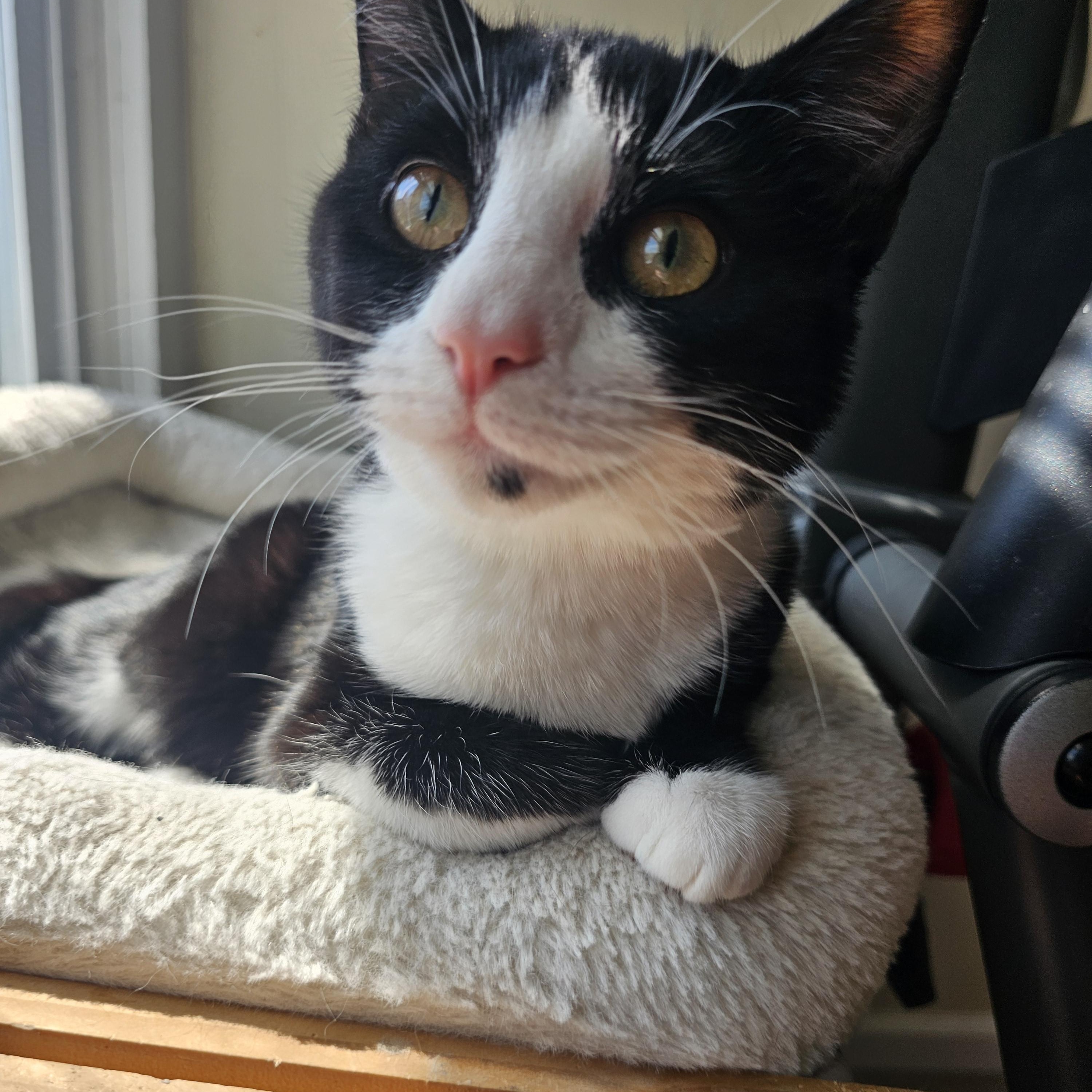 Clyde, a Adoptable Domestic Short Hair in Lumberton, NC image 2/6