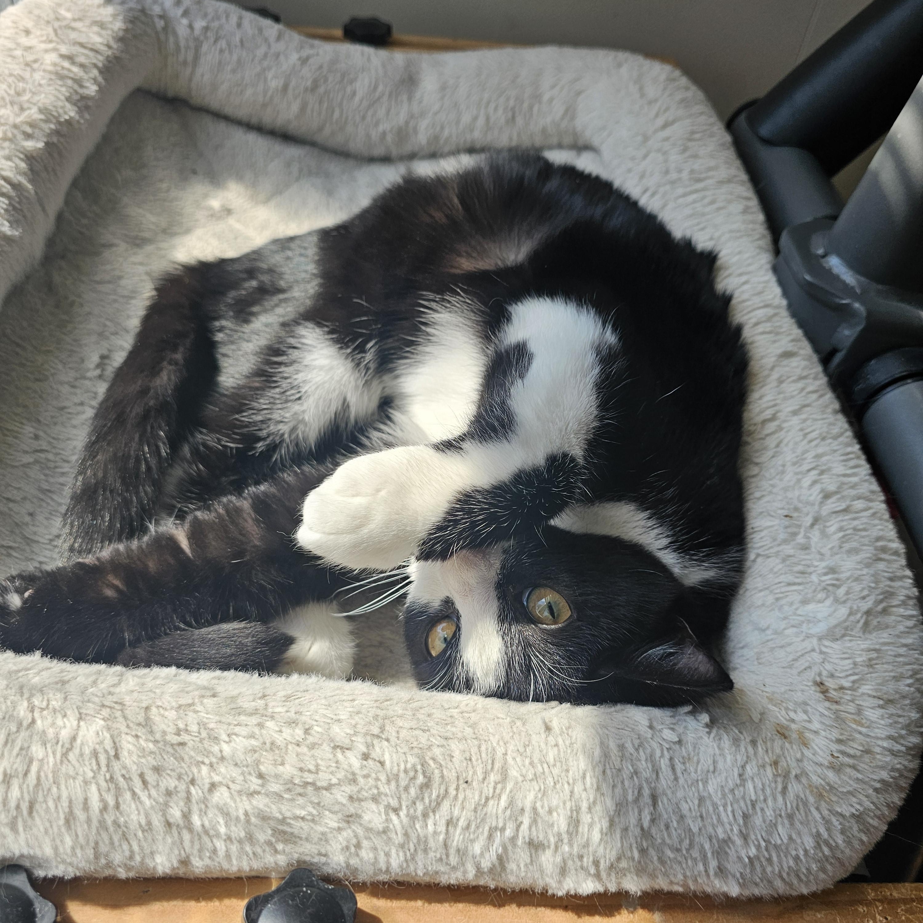 Clyde, a Adoptable Domestic Short Hair in Lumberton, NC image 6/6