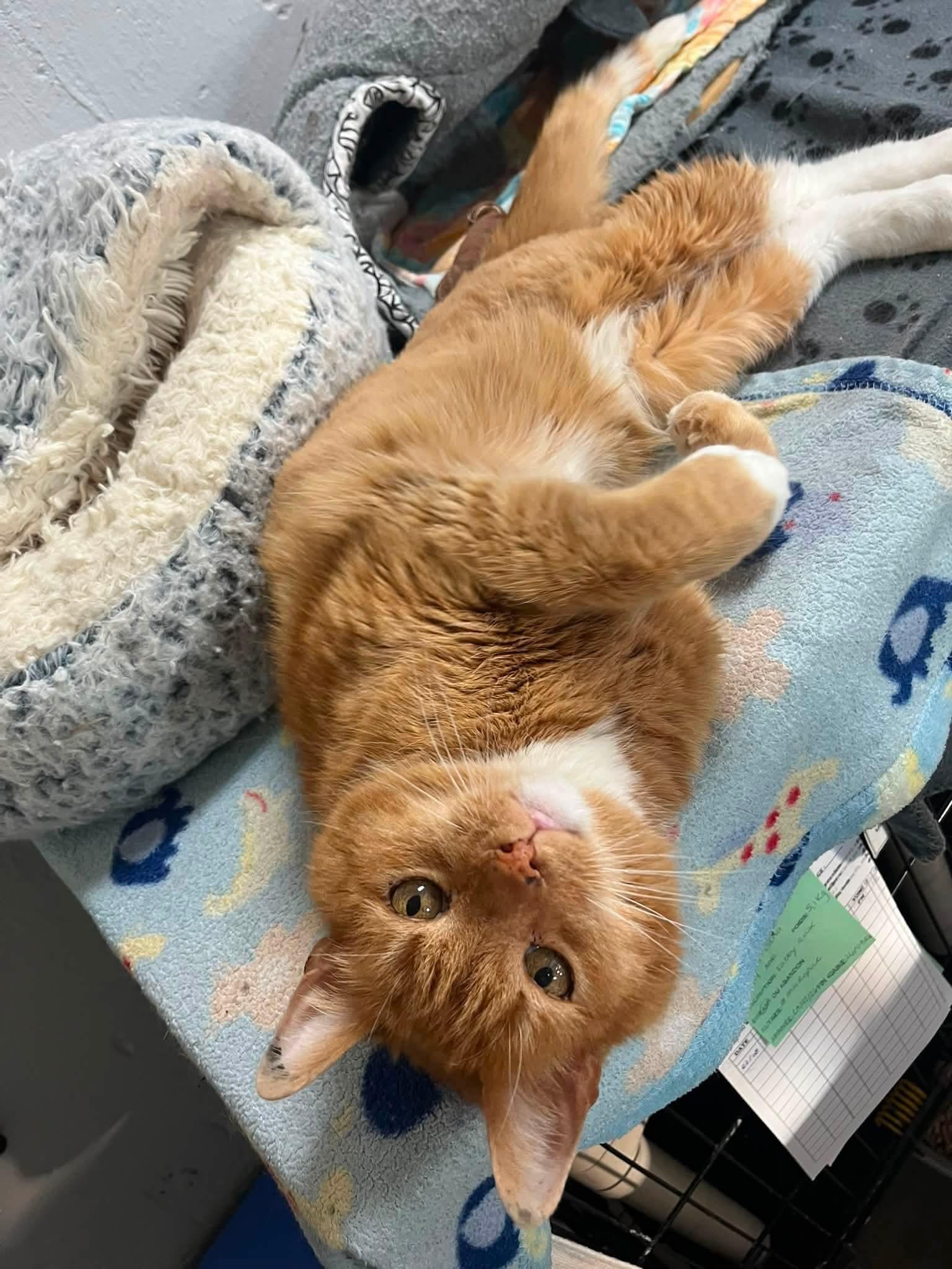 Enlarge Tropicana, a Adoptable Domestic Short Hair in Montreal, QC image 1/3