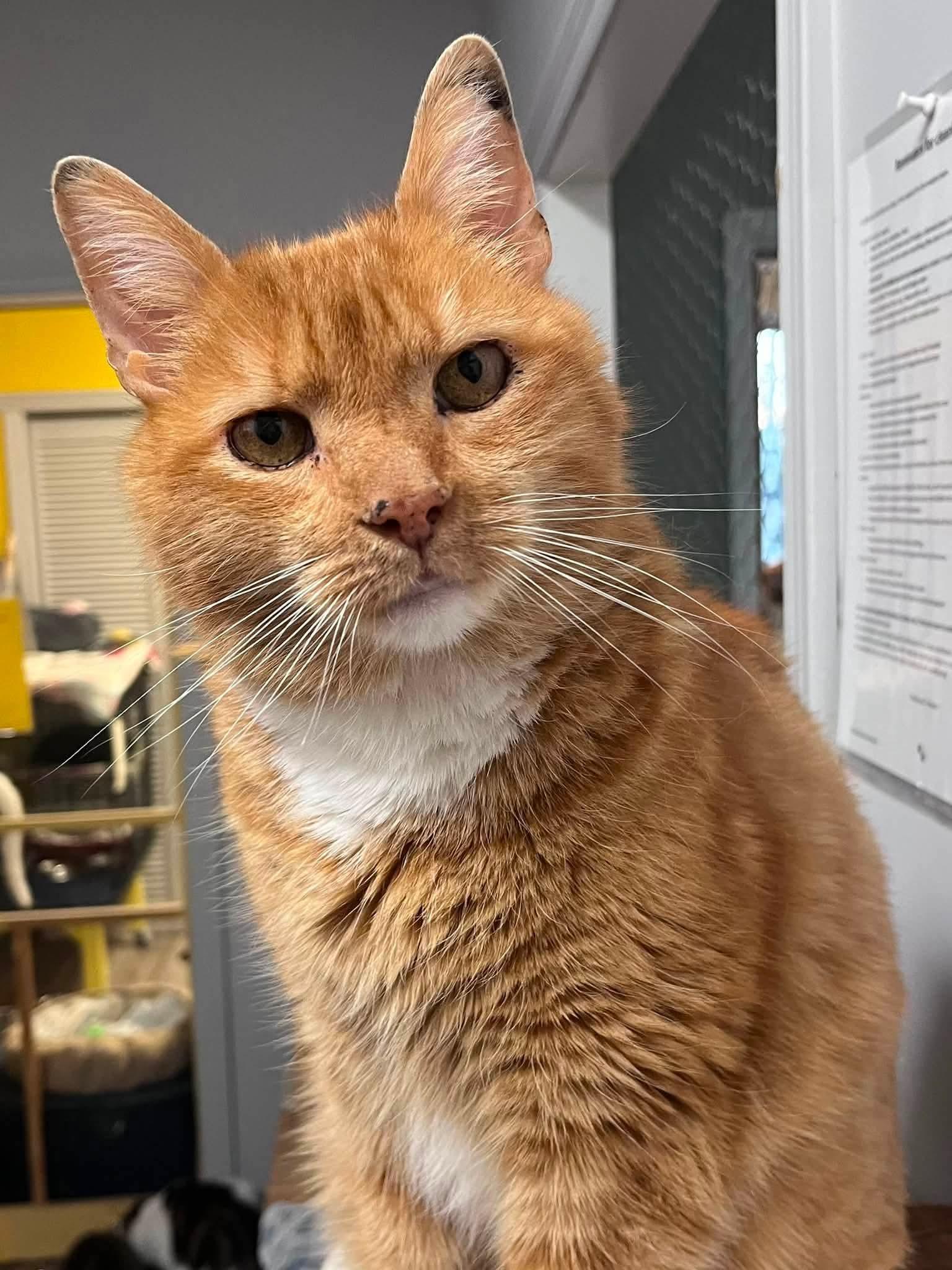 Enlarge Tropicana, a Adoptable Domestic Short Hair in Montreal, QC image 2/3