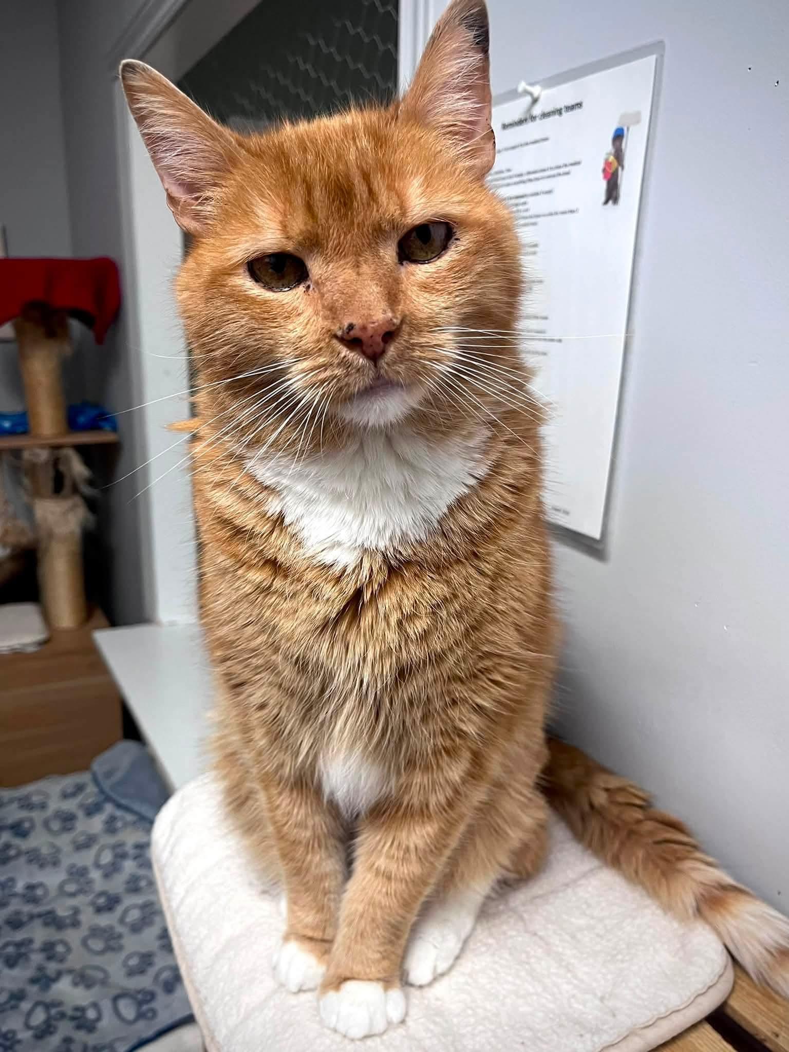 Enlarge Tropicana, a Adoptable Domestic Short Hair in Montreal, QC image 3/3