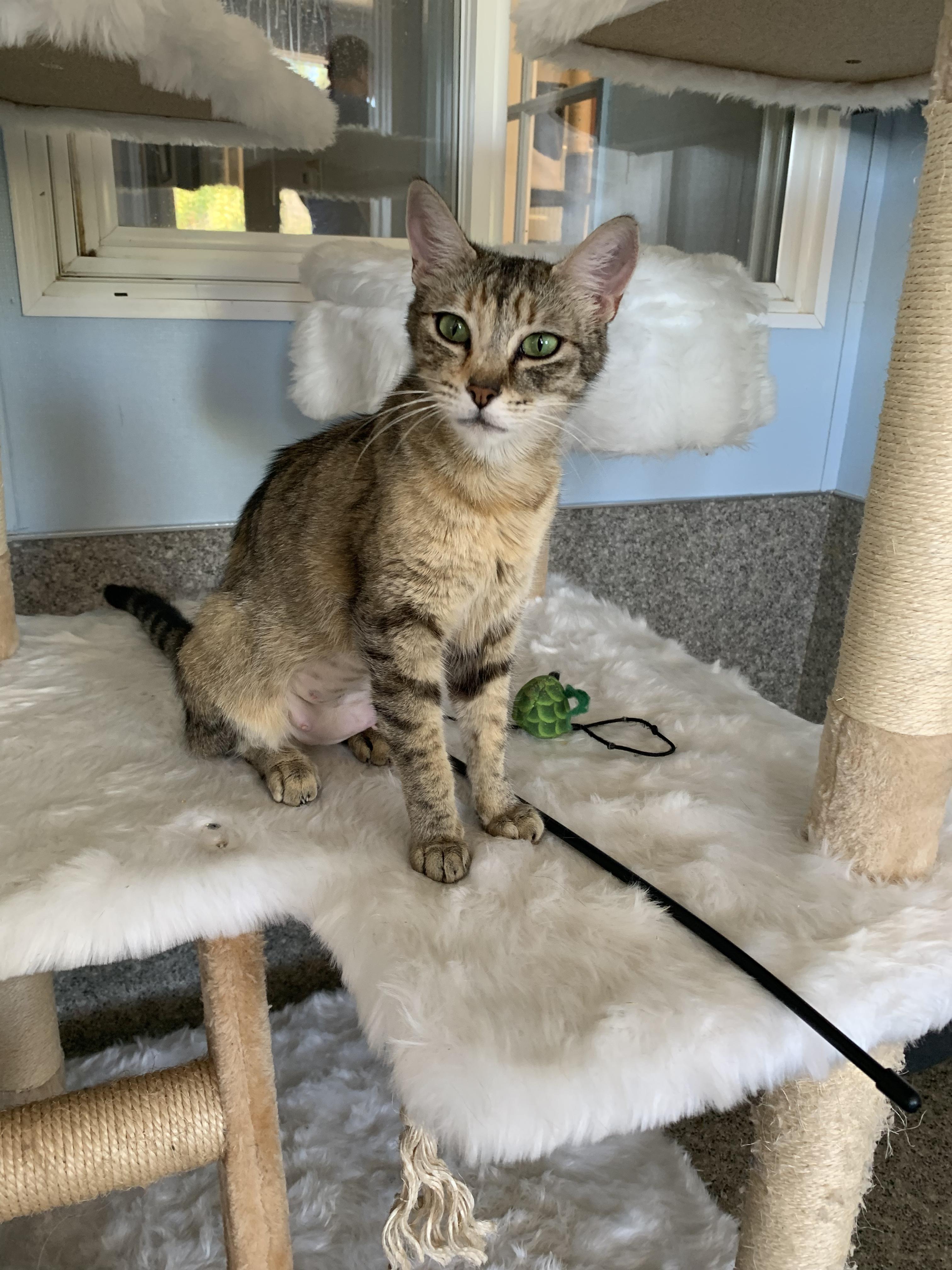 Spoon, a ADOPTABLE Domestic Short Hair in Grass Valley, CA image 3/6
