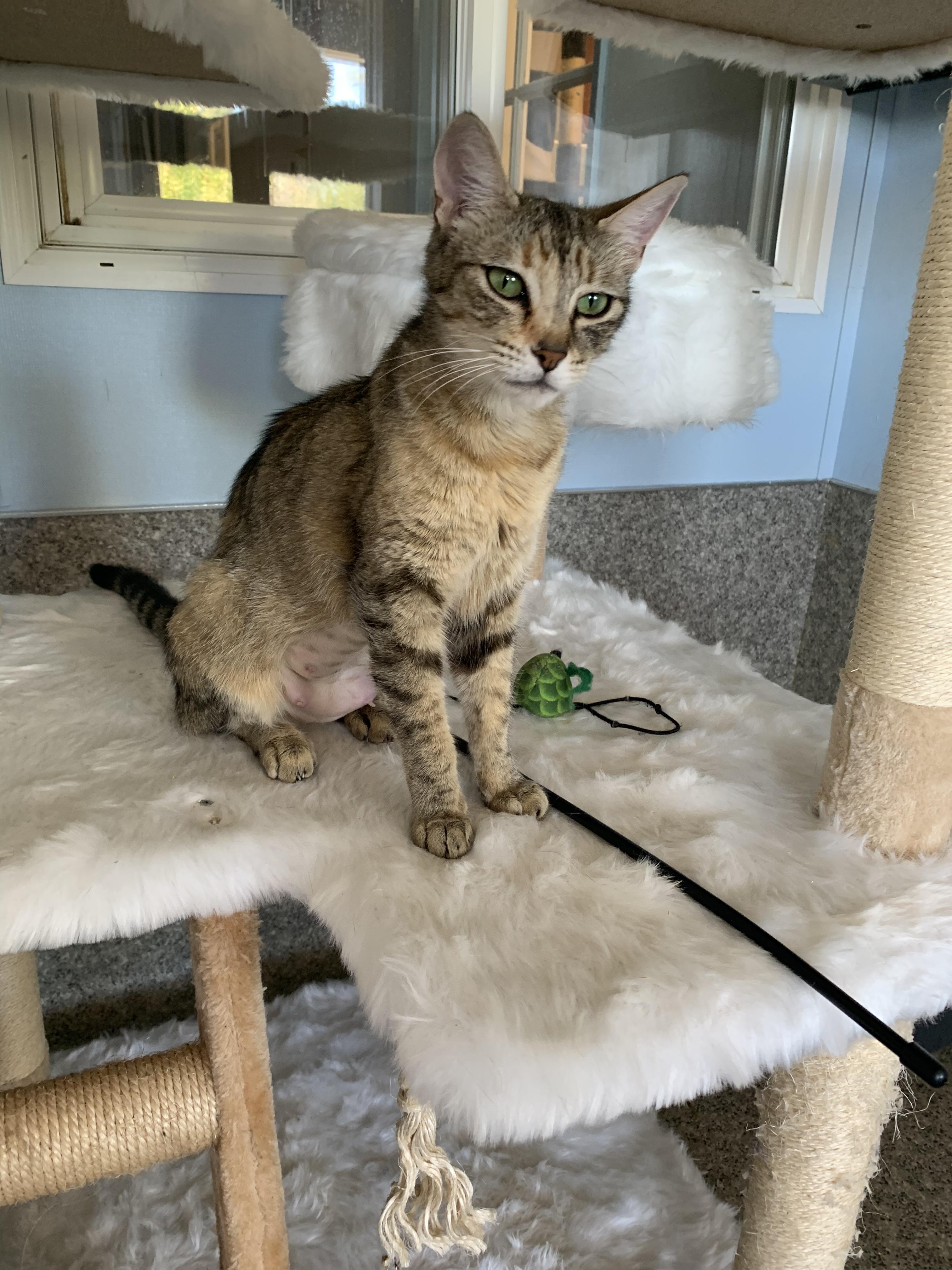 Spoon, a ADOPTABLE Domestic Short Hair in Grass Valley, CA image 2/6