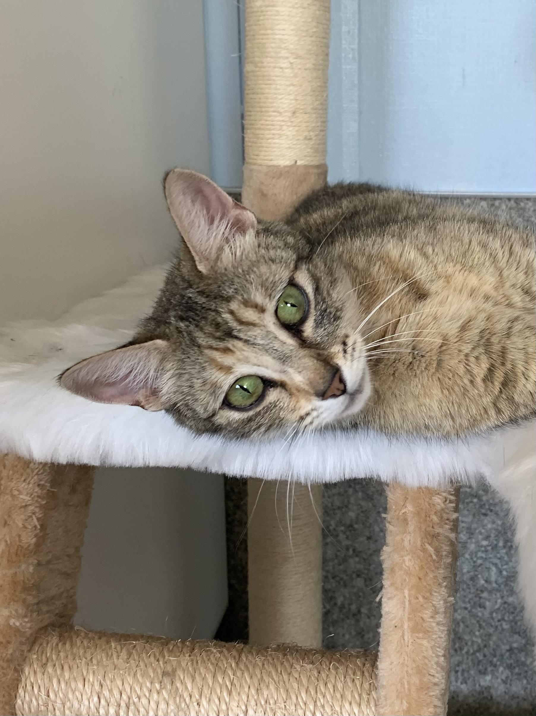 Spoon, a ADOPTABLE Domestic Short Hair in Grass Valley, CA image 5/6