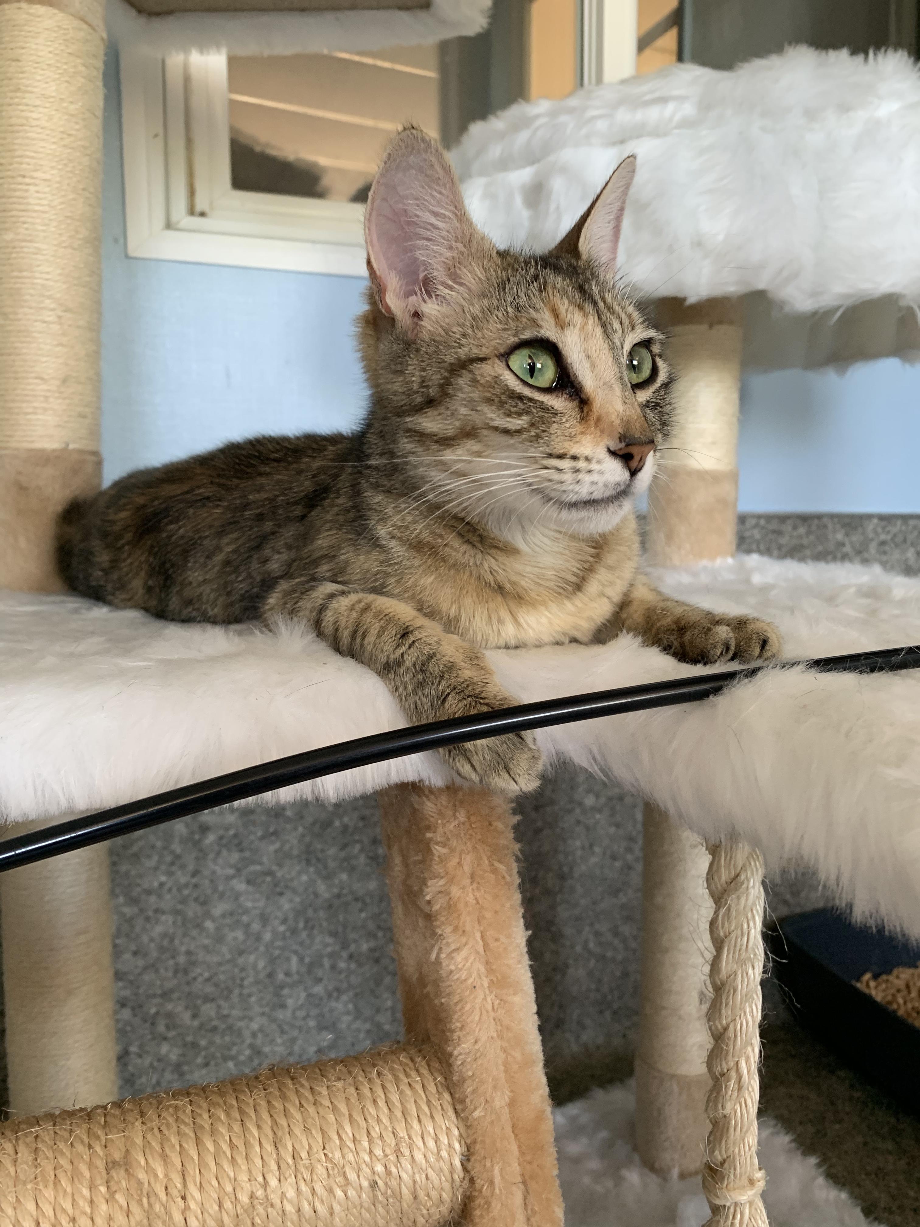Spoon, a ADOPTABLE Domestic Short Hair in Grass Valley, CA image 4/6