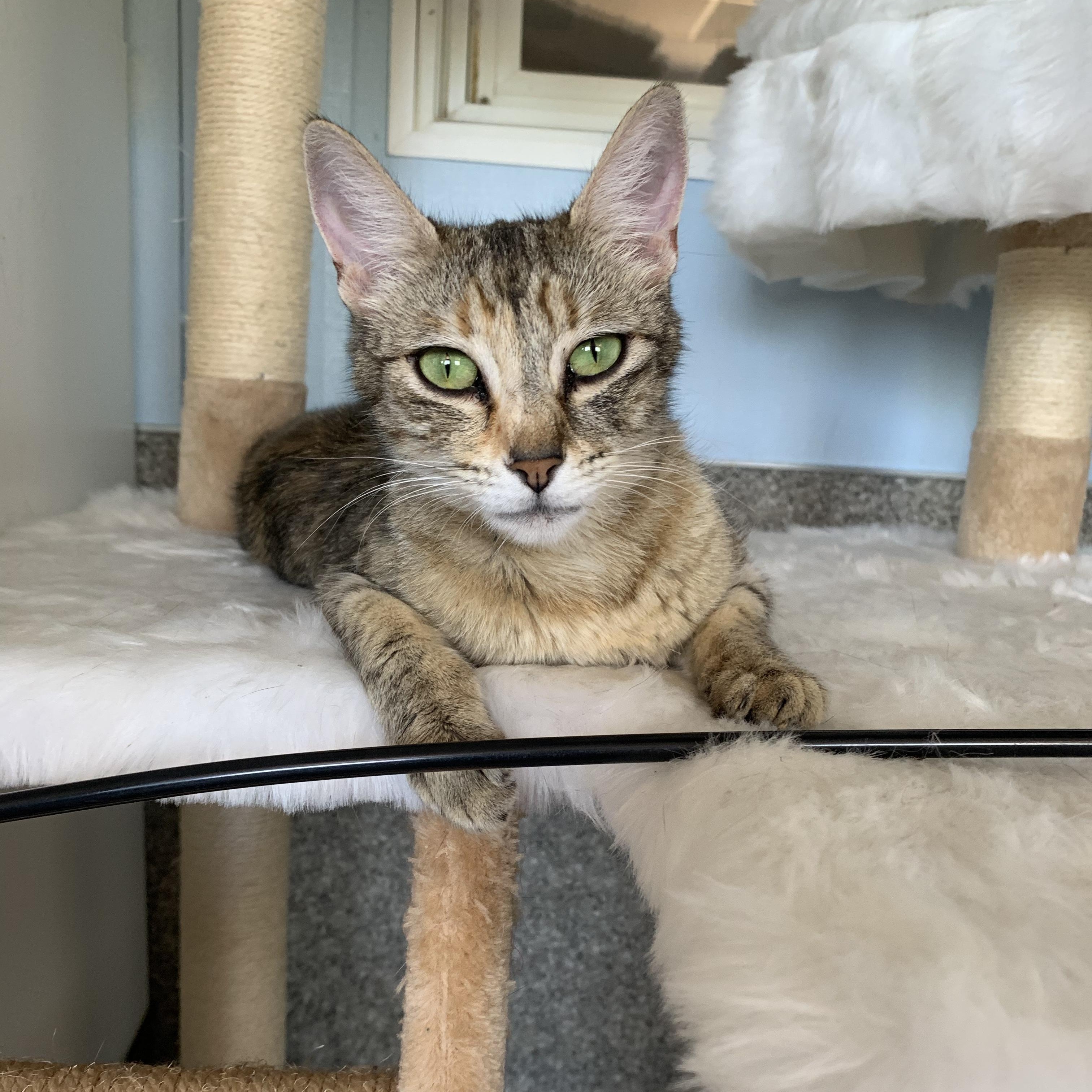 Spoon, ADOPTABLE, Young Female Domestic Short Hair.