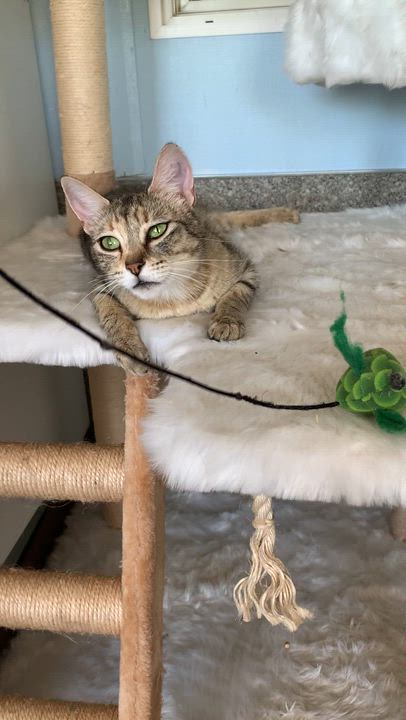 Enlarge Spoon, a ADOPTABLE Domestic Short Hair in Grass Valley, CA video 6/6
