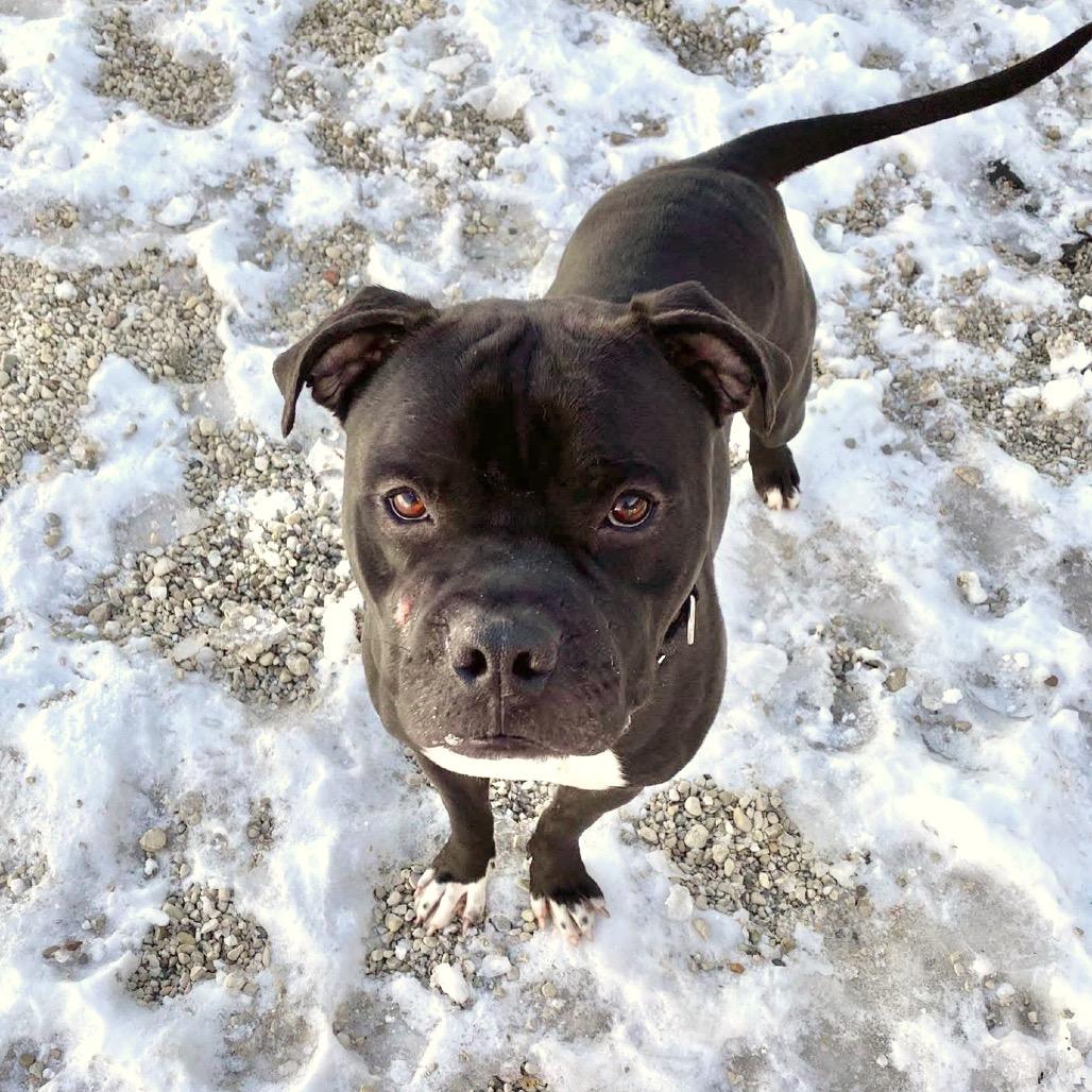 Enlarge Gaston, a Adoptable Pit Bull Terrier in Deerfield, IL image 1/4