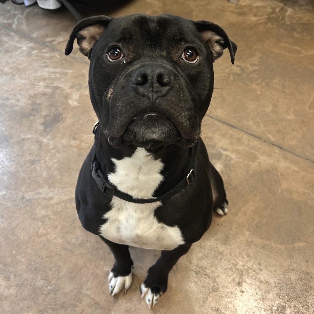 Enlarge Gaston, a Adoptable Pit Bull Terrier in Deerfield, IL image 2/4