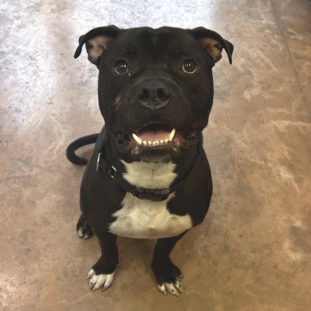 Enlarge Gaston, a Adoptable Pit Bull Terrier in Deerfield, IL image 4/4