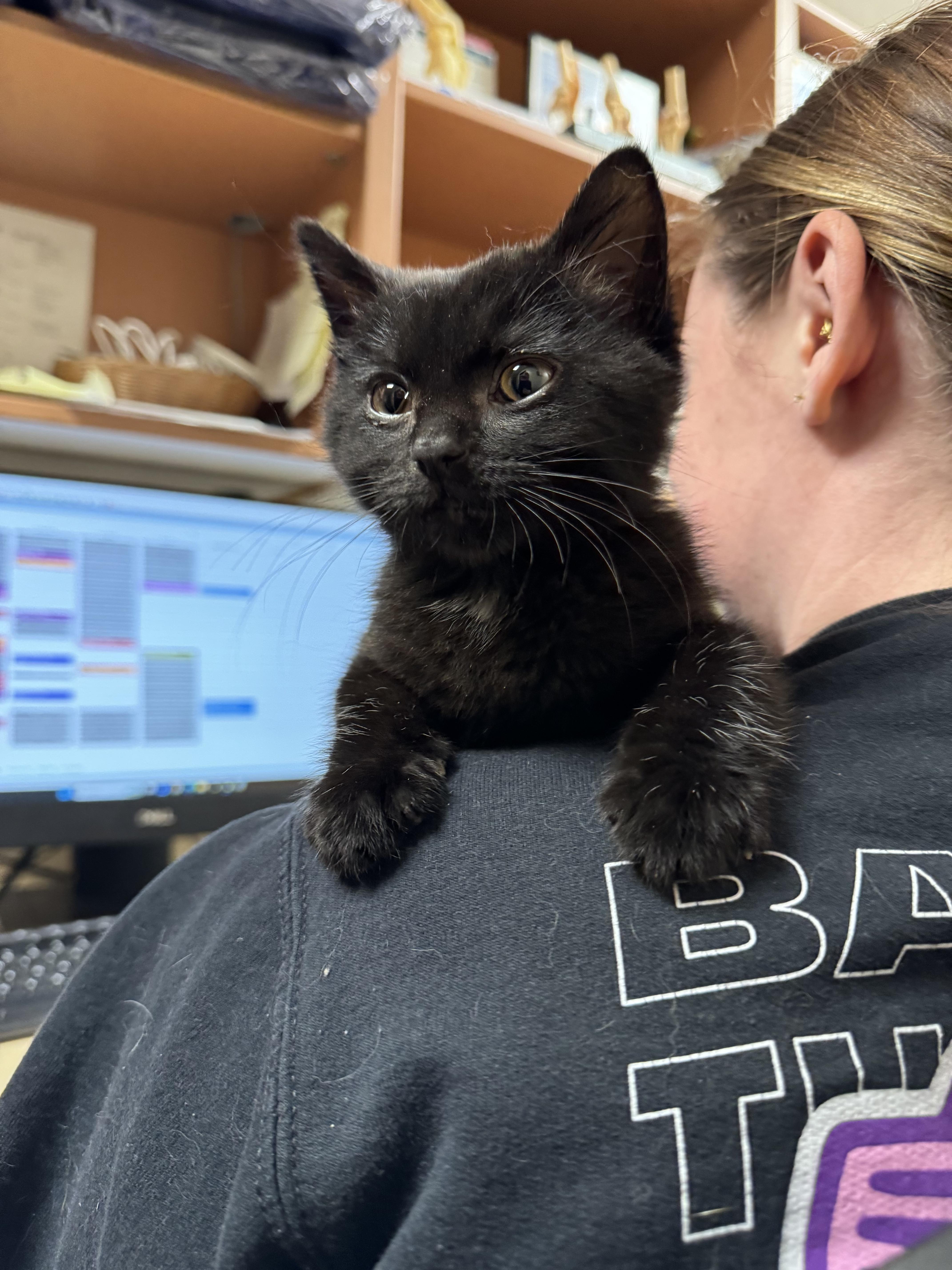 Enlarge Ballerina Cappuchina, a Adopted Domestic Short Hair in Grand Rapids, MI image 1/3