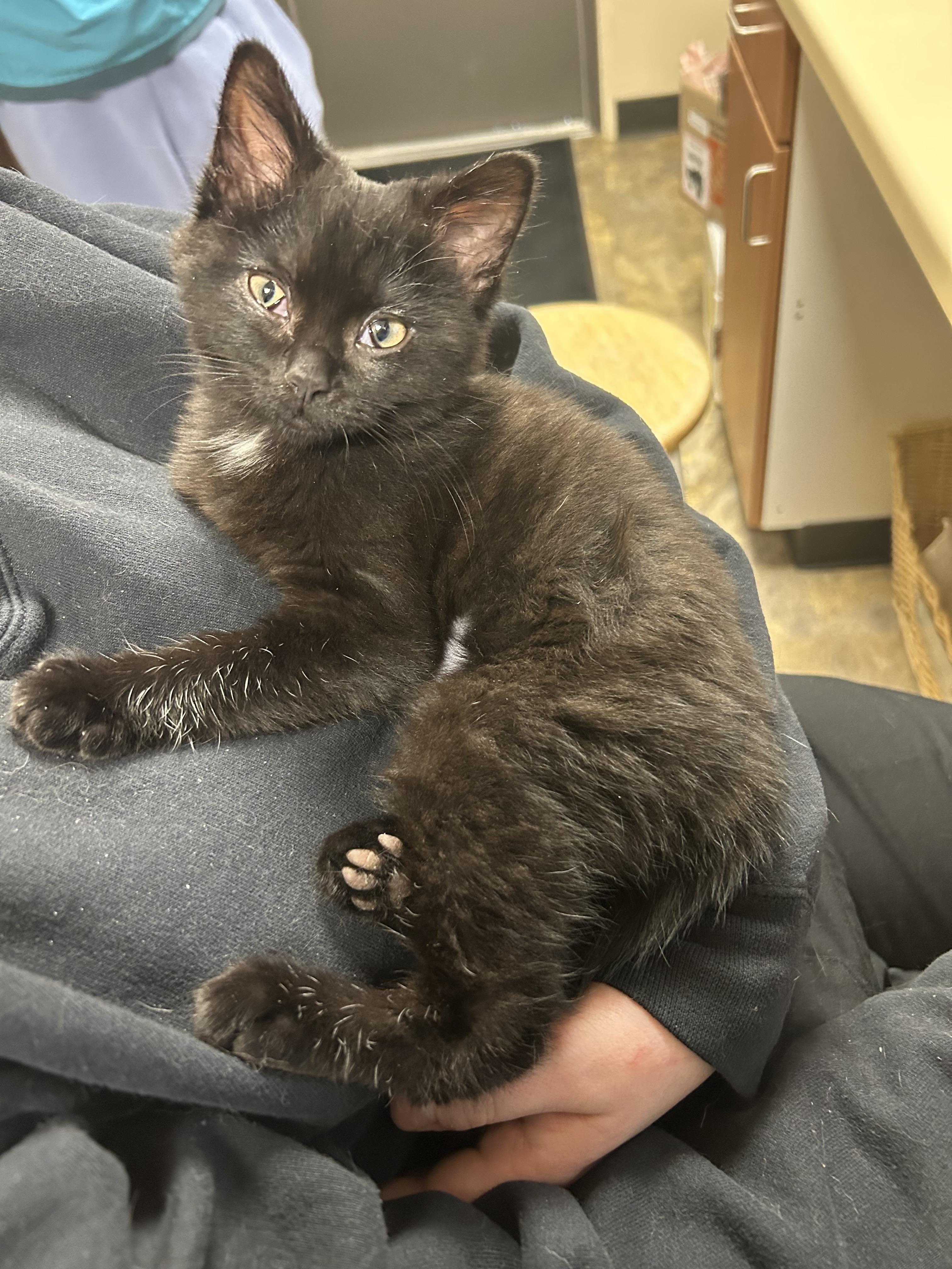 Enlarge Ballerina Cappuchina, a Adopted Domestic Short Hair in Grand Rapids, MI image 2/3