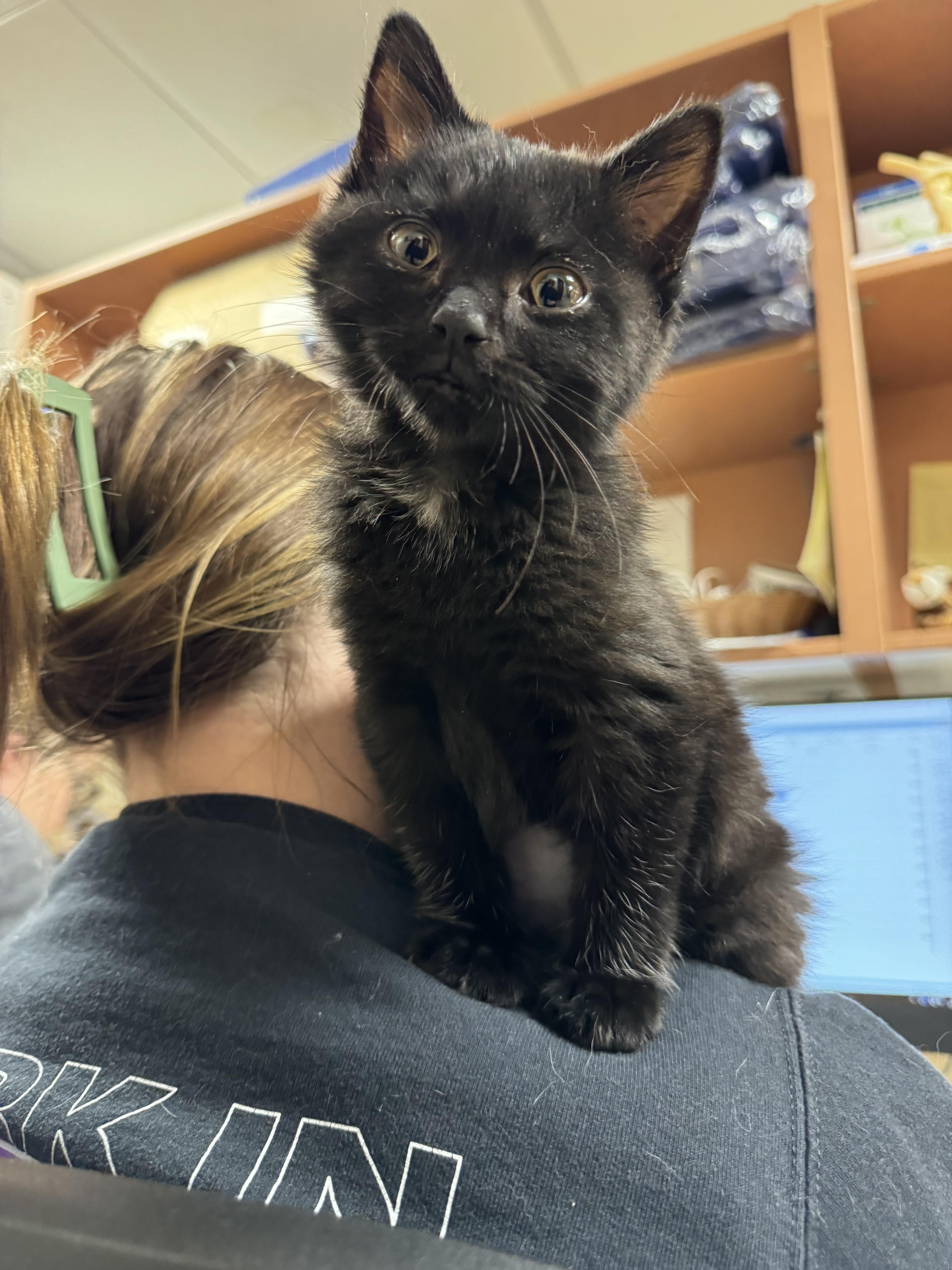 Ballerina Cappuchina, Adopted, Young Female Domestic Short Hair.