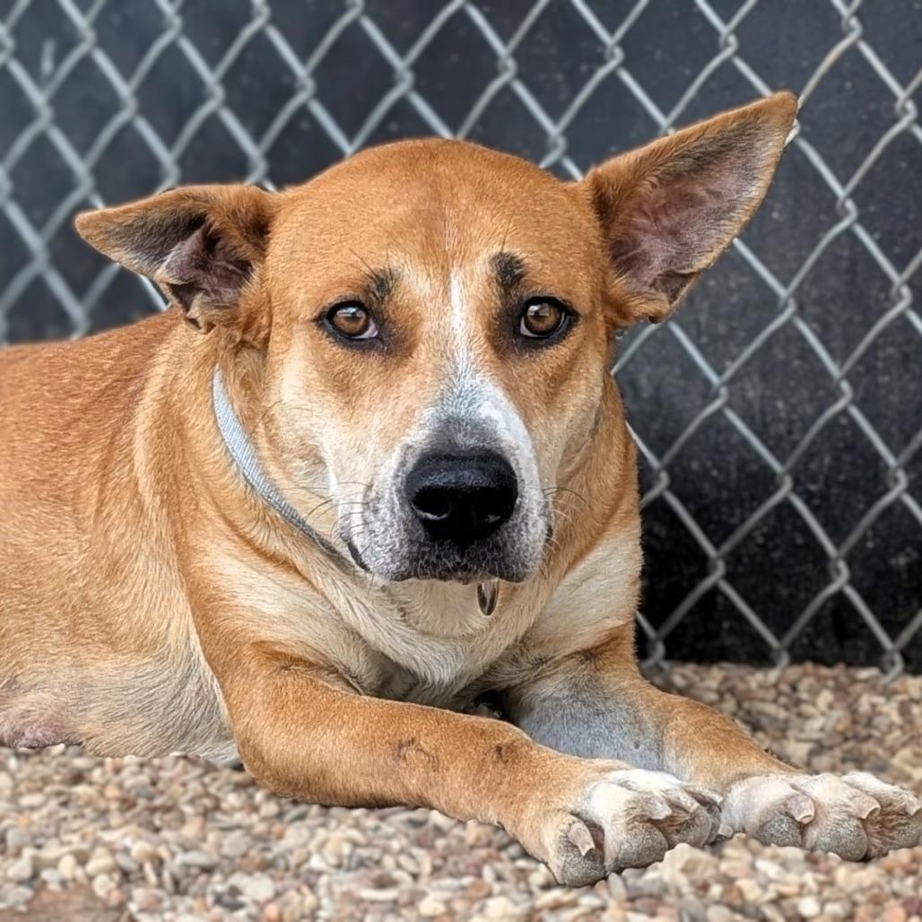 Millie, a Adoptable mixed breed in Buchanan Dam, TX image 1/4