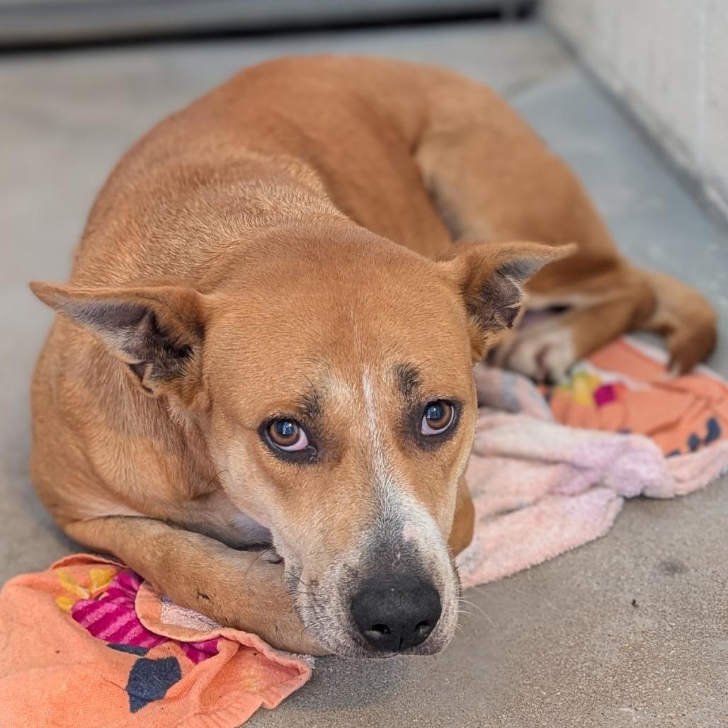 Millie, a Adoptable mixed breed in Buchanan Dam, TX image 2/4