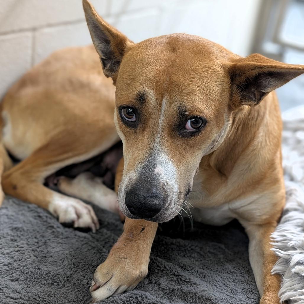Millie, a Adoptable mixed breed in Buchanan Dam, TX image 3/4