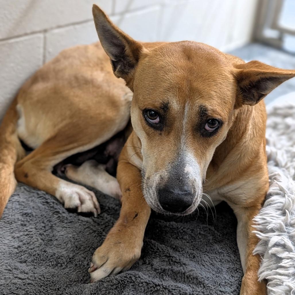 Millie, a Adoptable mixed breed in Buchanan Dam, TX image 4/4