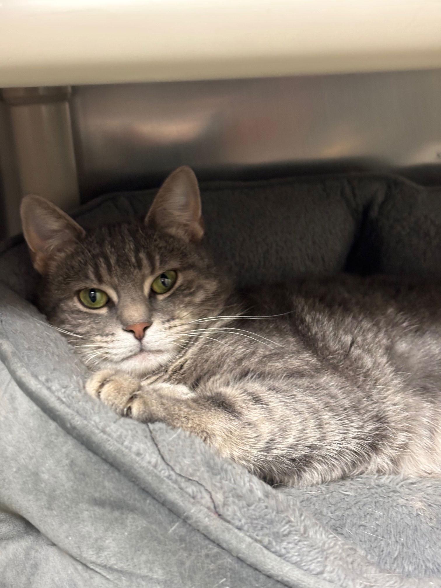 Bella, Adoptable, Adult Female Domestic Short Hair.