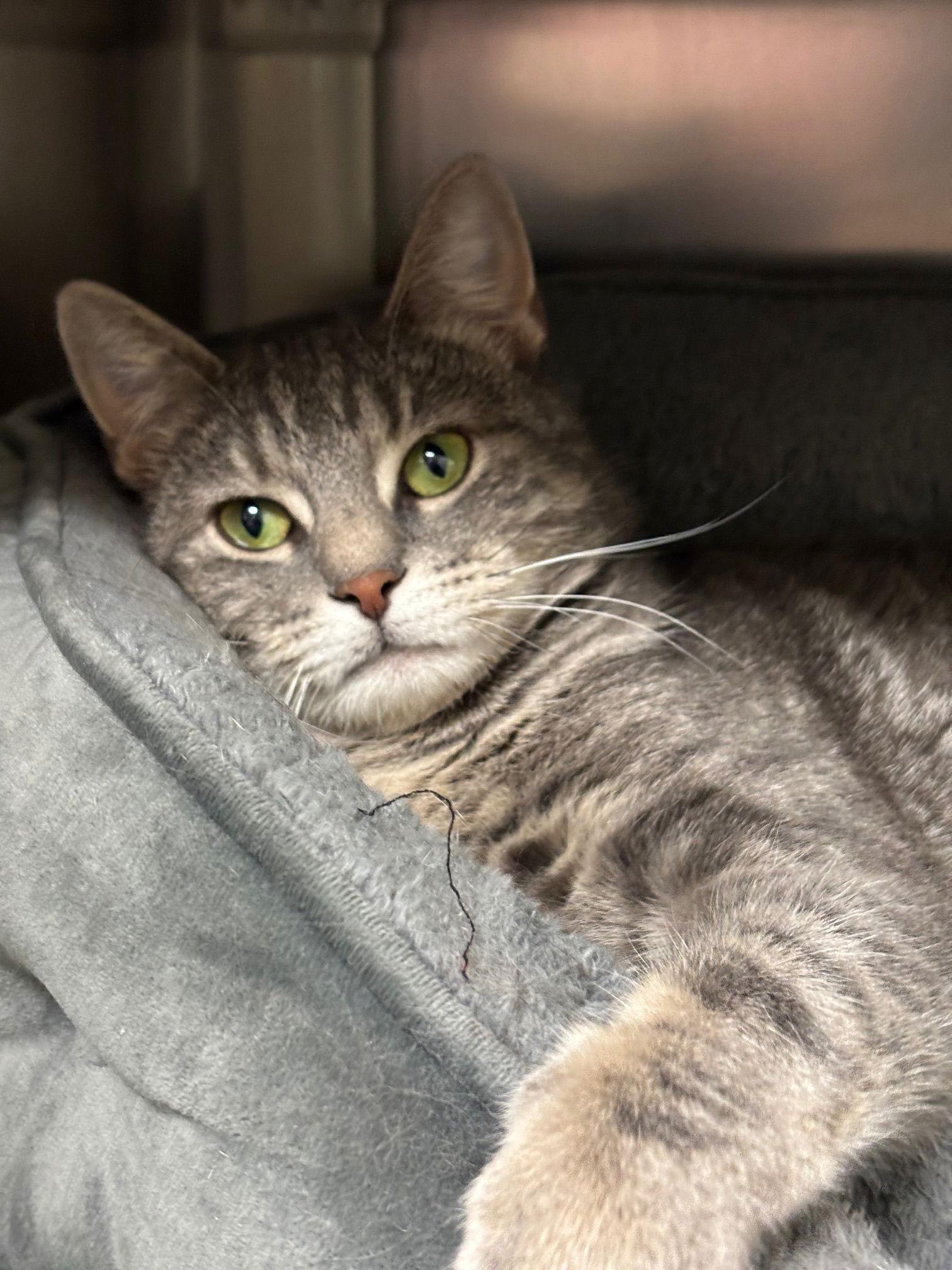 Enlarge Bella, a Adoptable Domestic Short Hair in Brick, NJ image 2/3