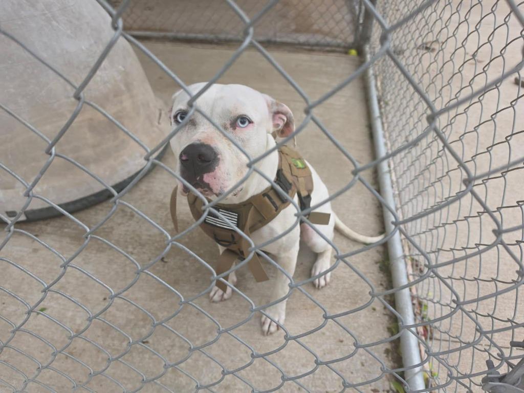 Khaleesi, Adoptable, Adult Female Pit Bull Terrier.