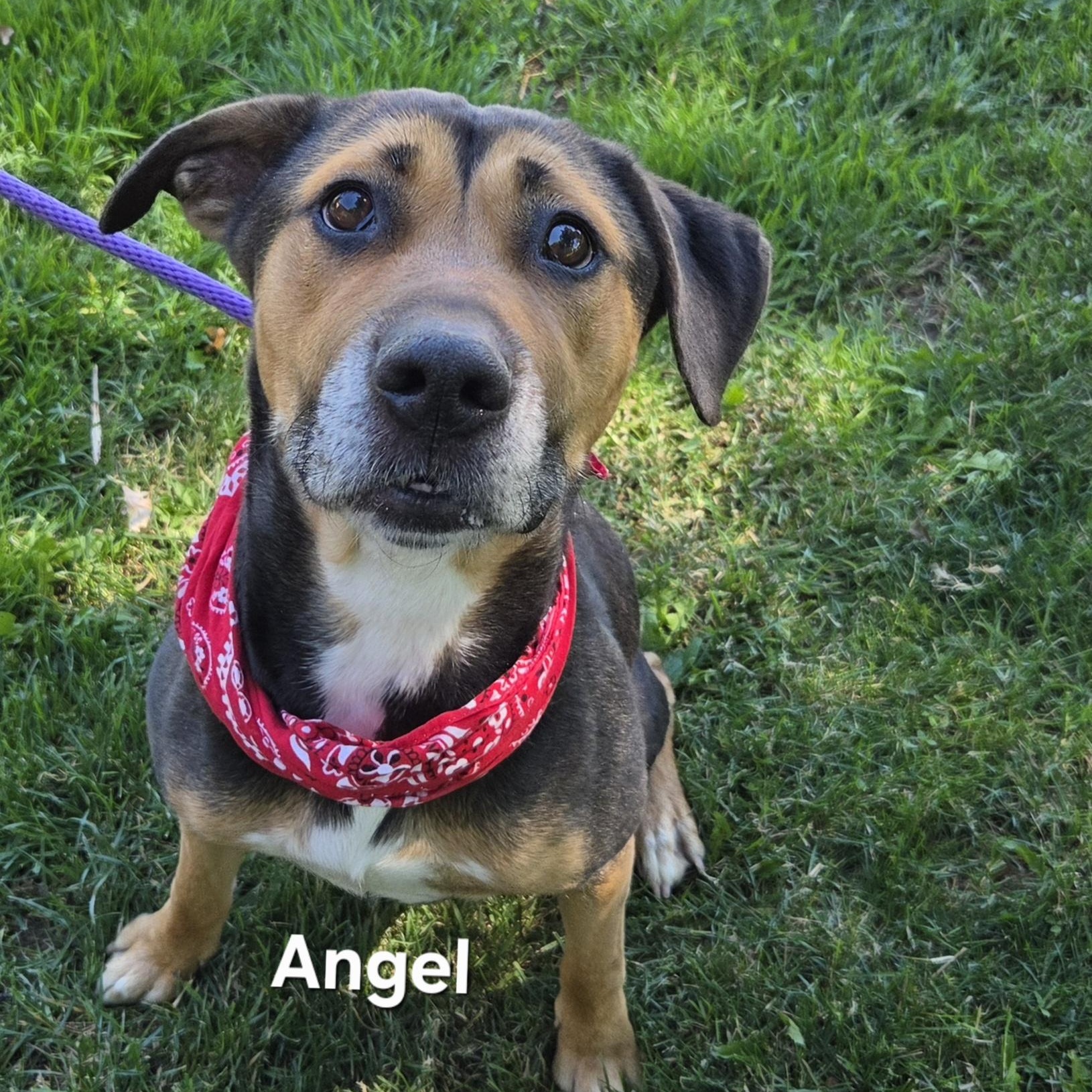 Enlarge Angel, a ADOPTABLE mixed breed in Medina, OH image 2/5