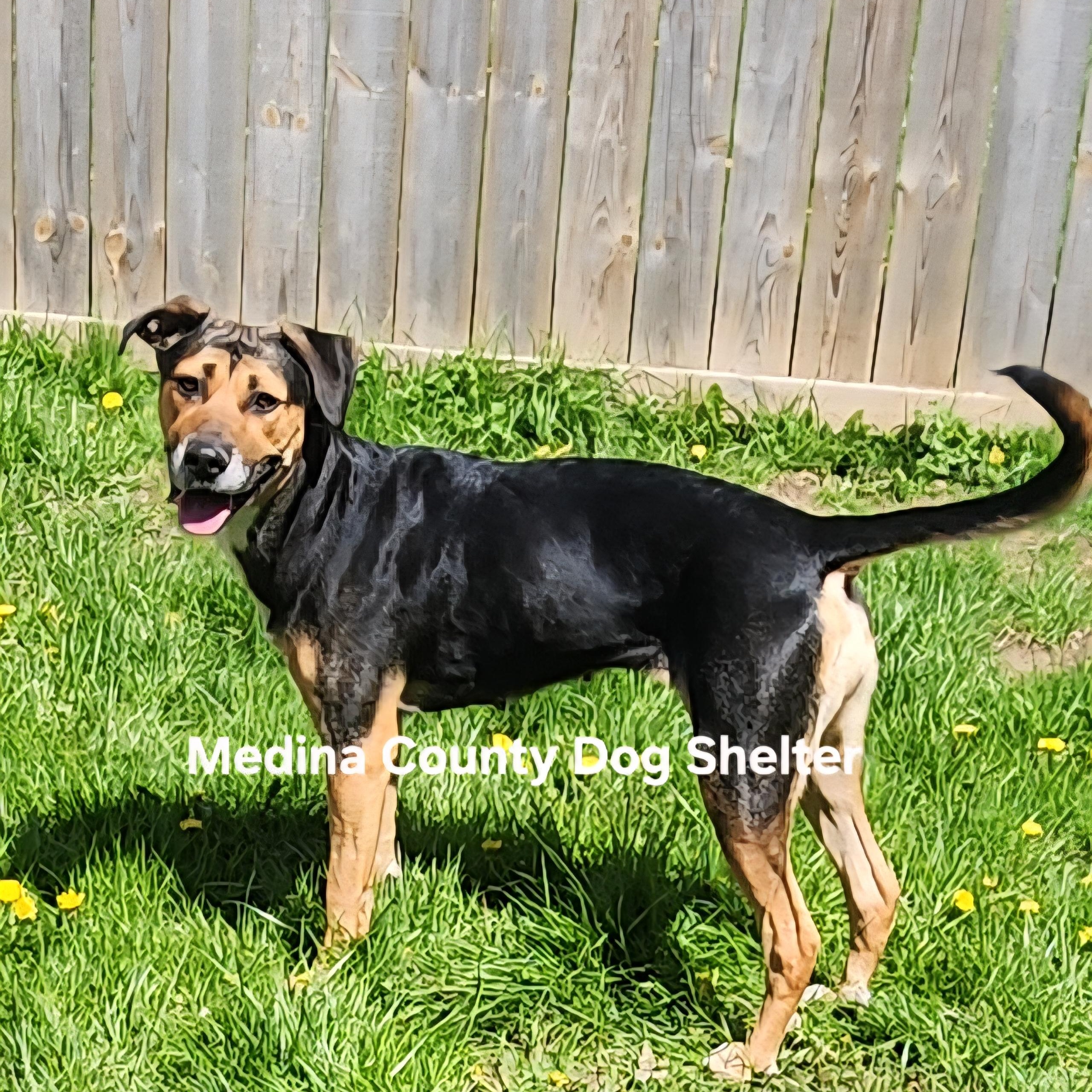 Angel, a ADOPTABLE mixed breed in Medina, OH image 1/5