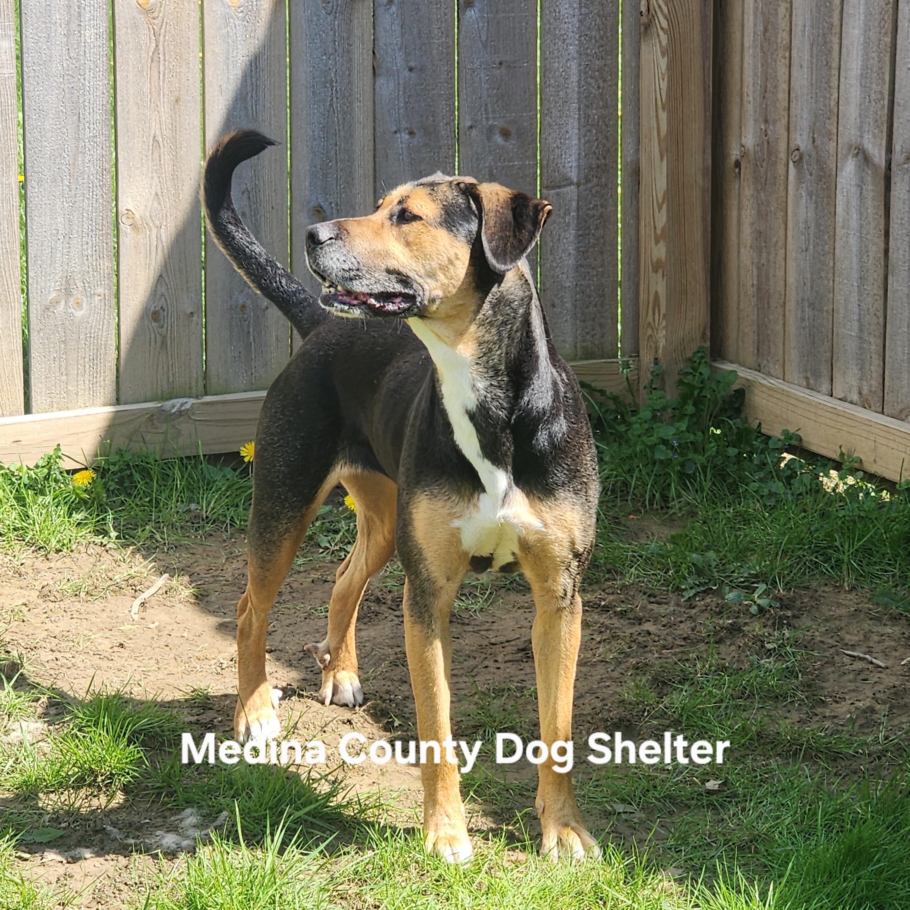 Angel, a ADOPTABLE mixed breed in Medina, OH image 3/5