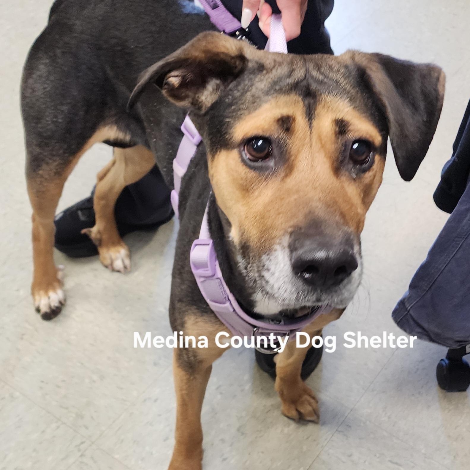 Enlarge Angel, a ADOPTABLE mixed breed in Medina, OH image 2/2
