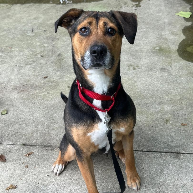 Enlarge Angel, a Adoptable mixed breed in Medina, OH image 2/6