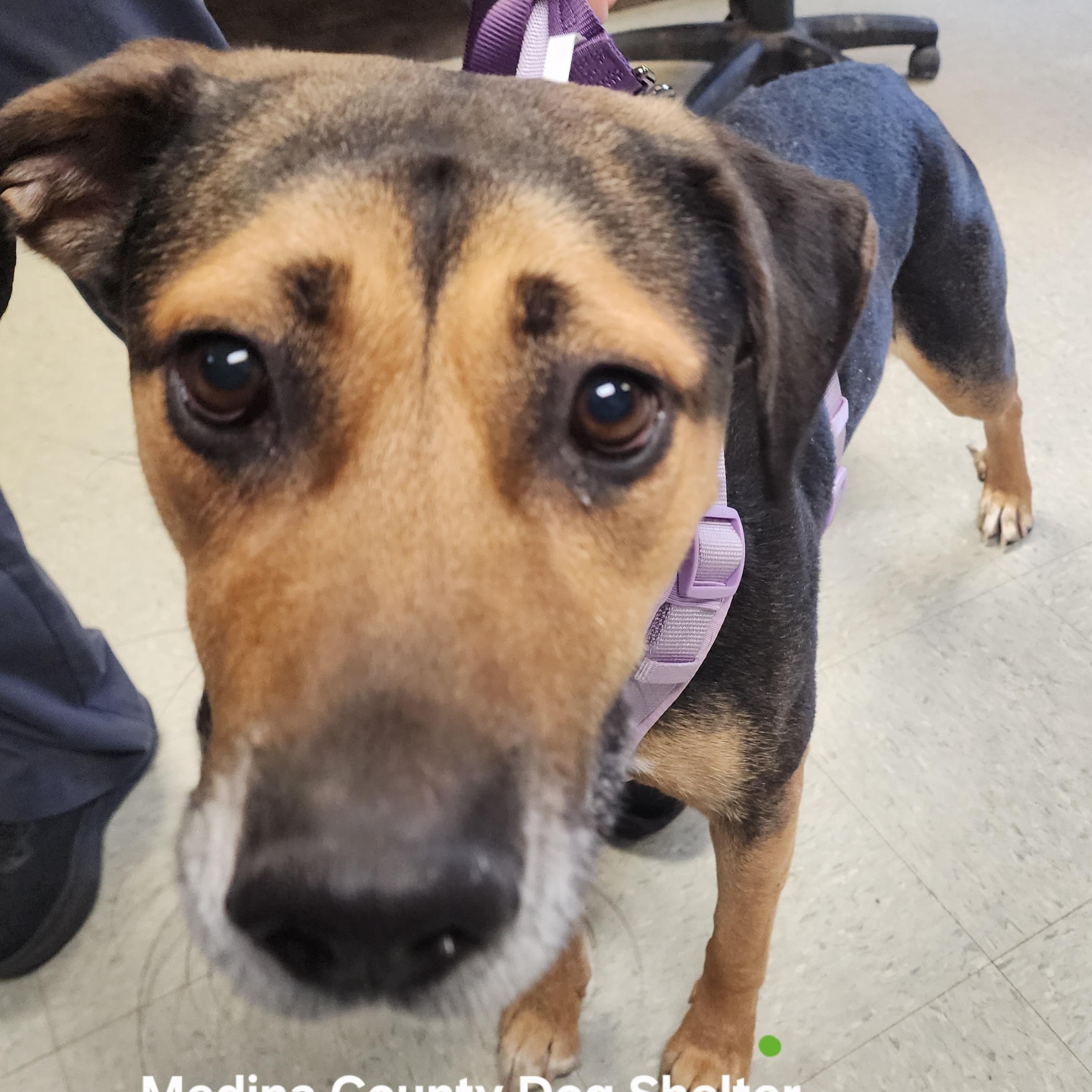 Enlarge Angel, a ADOPTABLE mixed breed in Medina, OH image 1/2