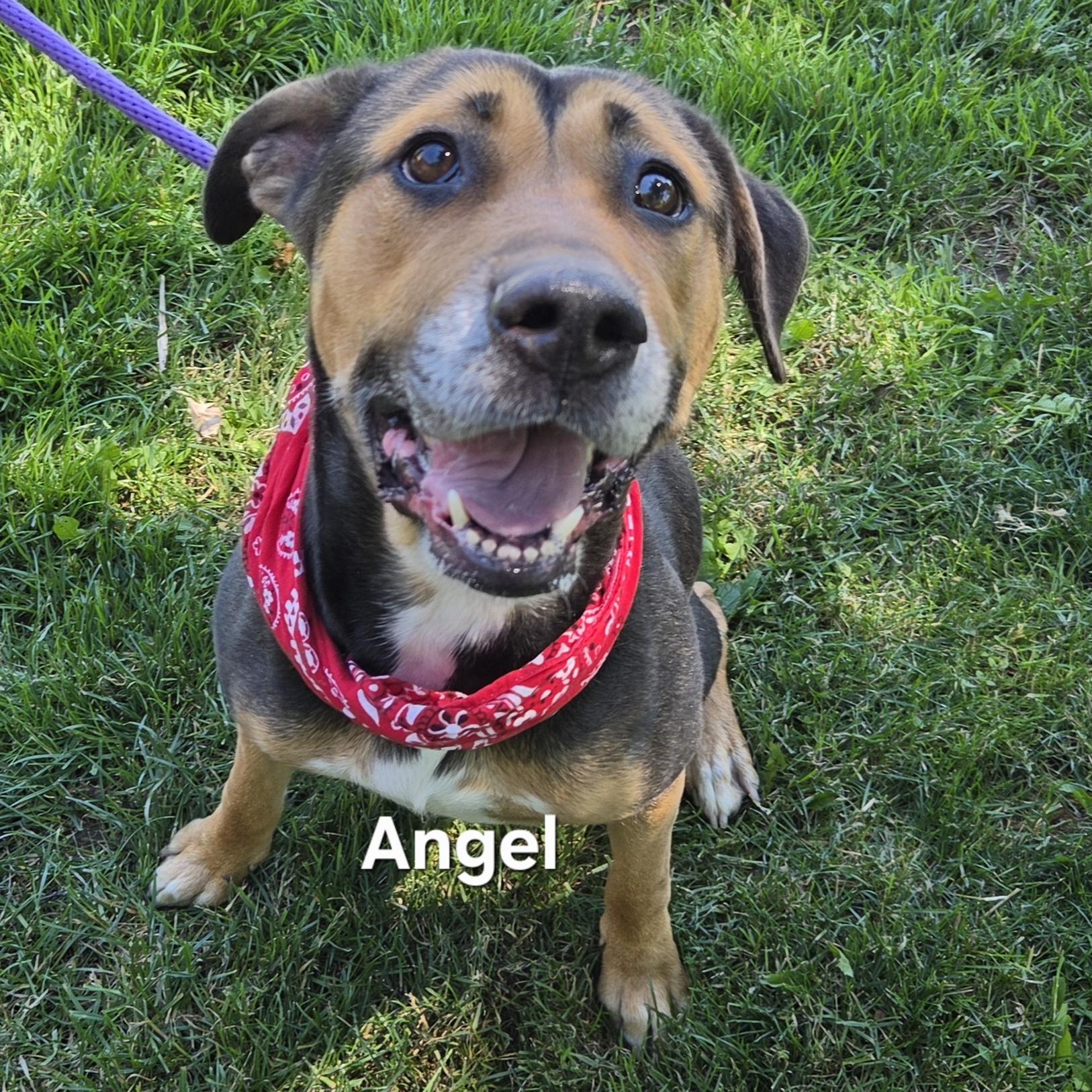 Angel, ADOPTABLE, Adult Female Shepherd.
