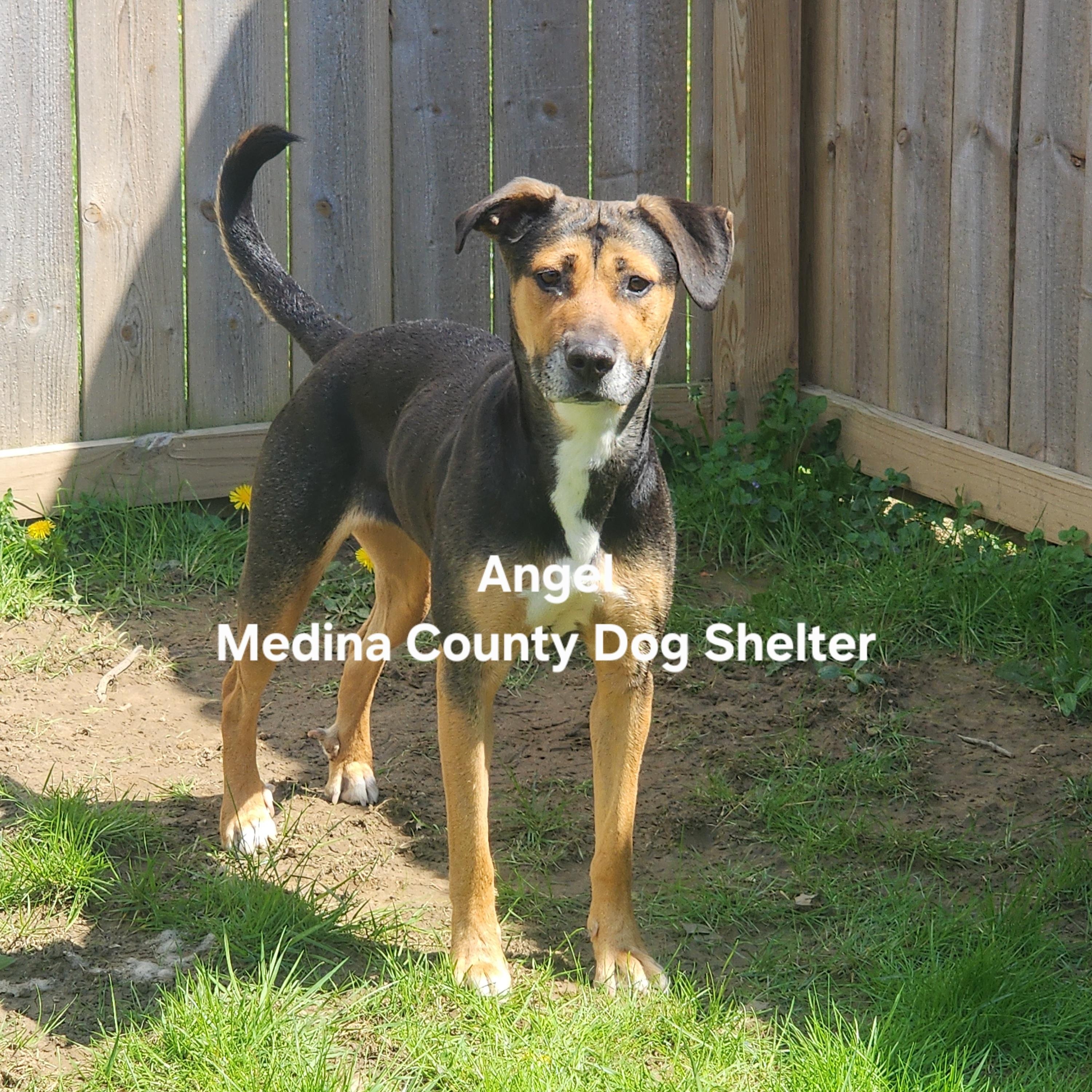 Angel, a ADOPTABLE mixed breed in Medina, OH image 2/5