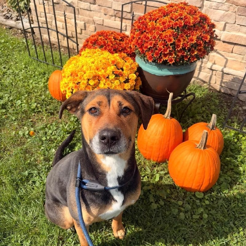 Enlarge Angel, a Adoptable mixed breed in Medina, OH image 1/6