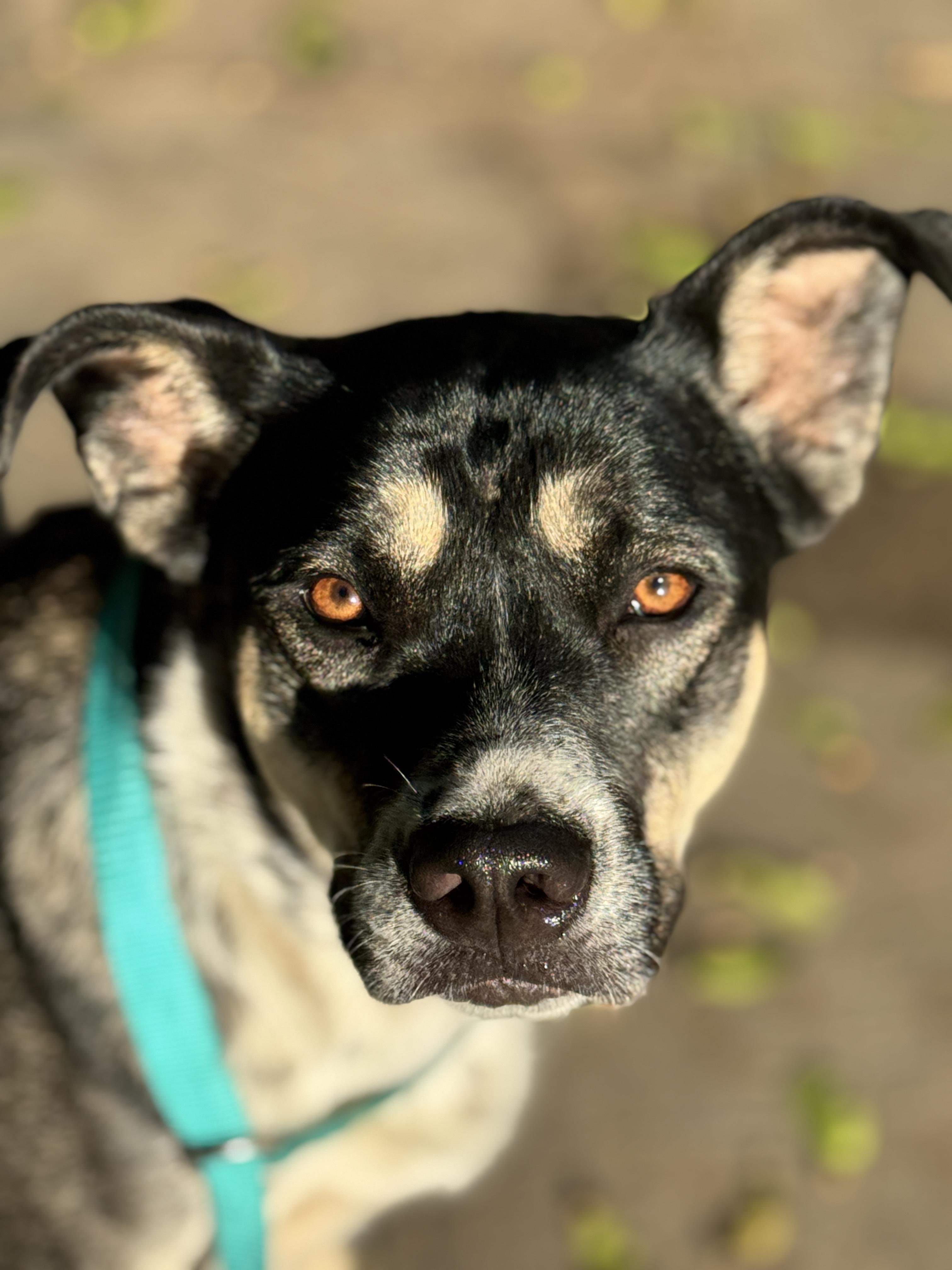 Rylan, a Adoptable mixed breed in Burbank, CA image 1/6