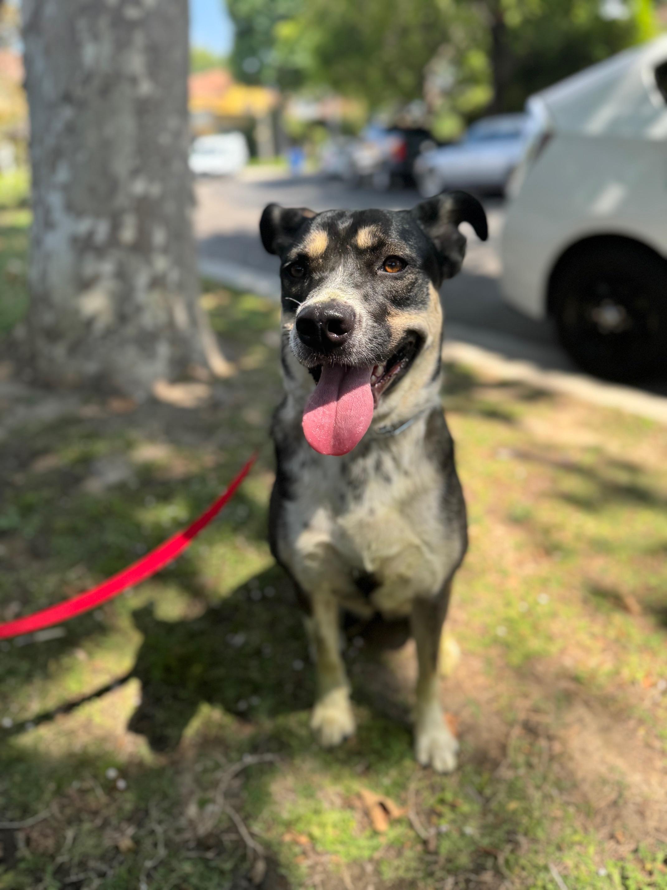 Rylan, a Adoptable mixed breed in Burbank, CA image 3/6