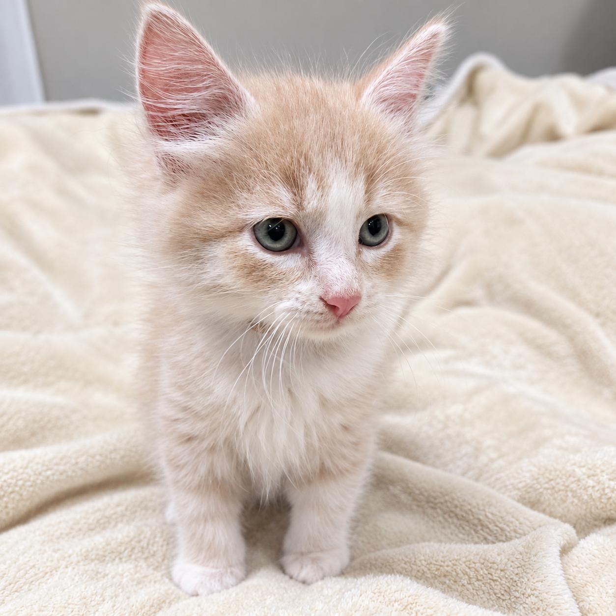 Enlarge Mango, a Adopted Domestic Medium Hair in Hillsborough, NJ image 2/3