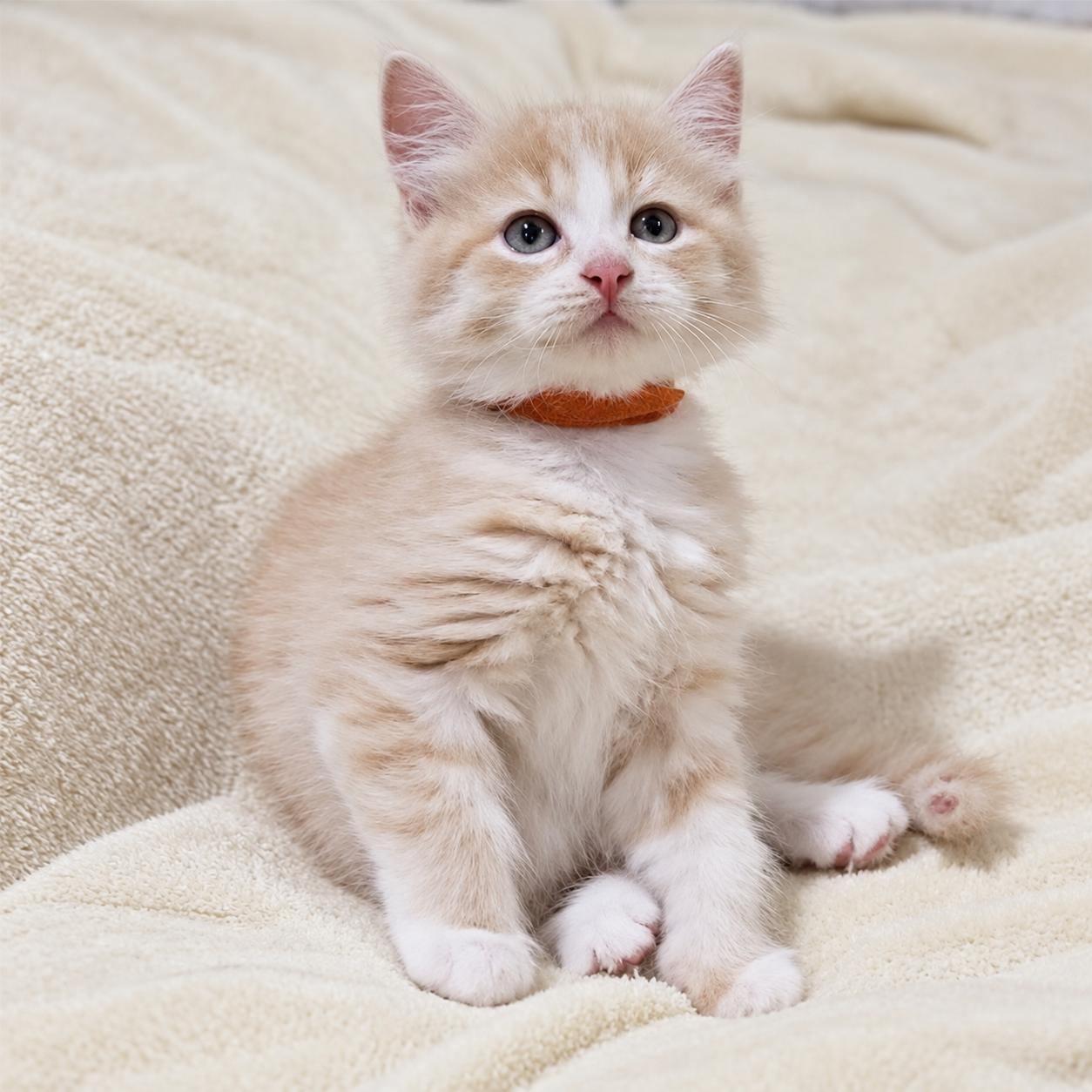 Enlarge Mango, a Adopted Domestic Medium Hair in Hillsborough, NJ image 3/3