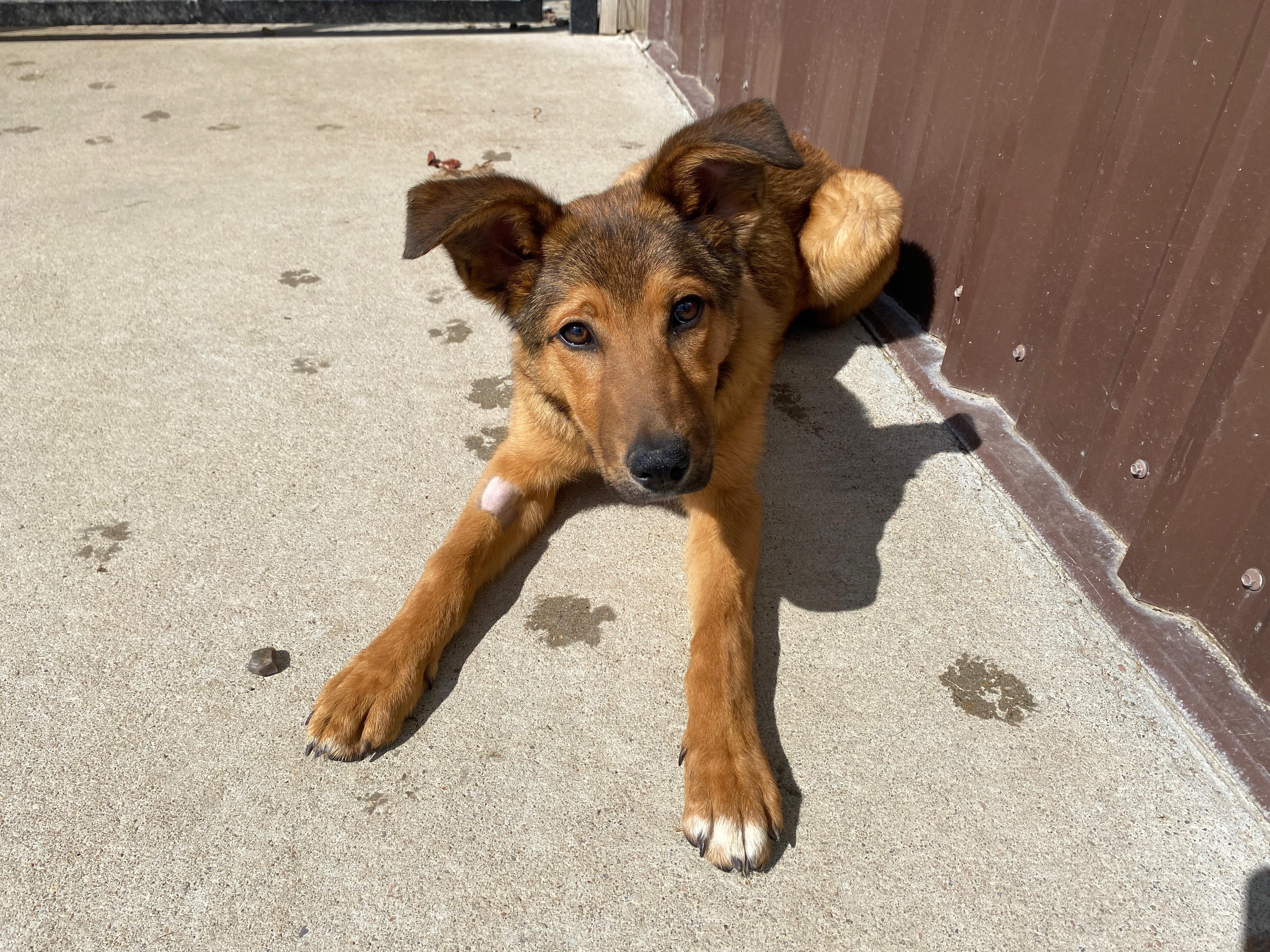 Enlarge Dahlia, an adopted mixed breed in Auburn, NE image 2/5