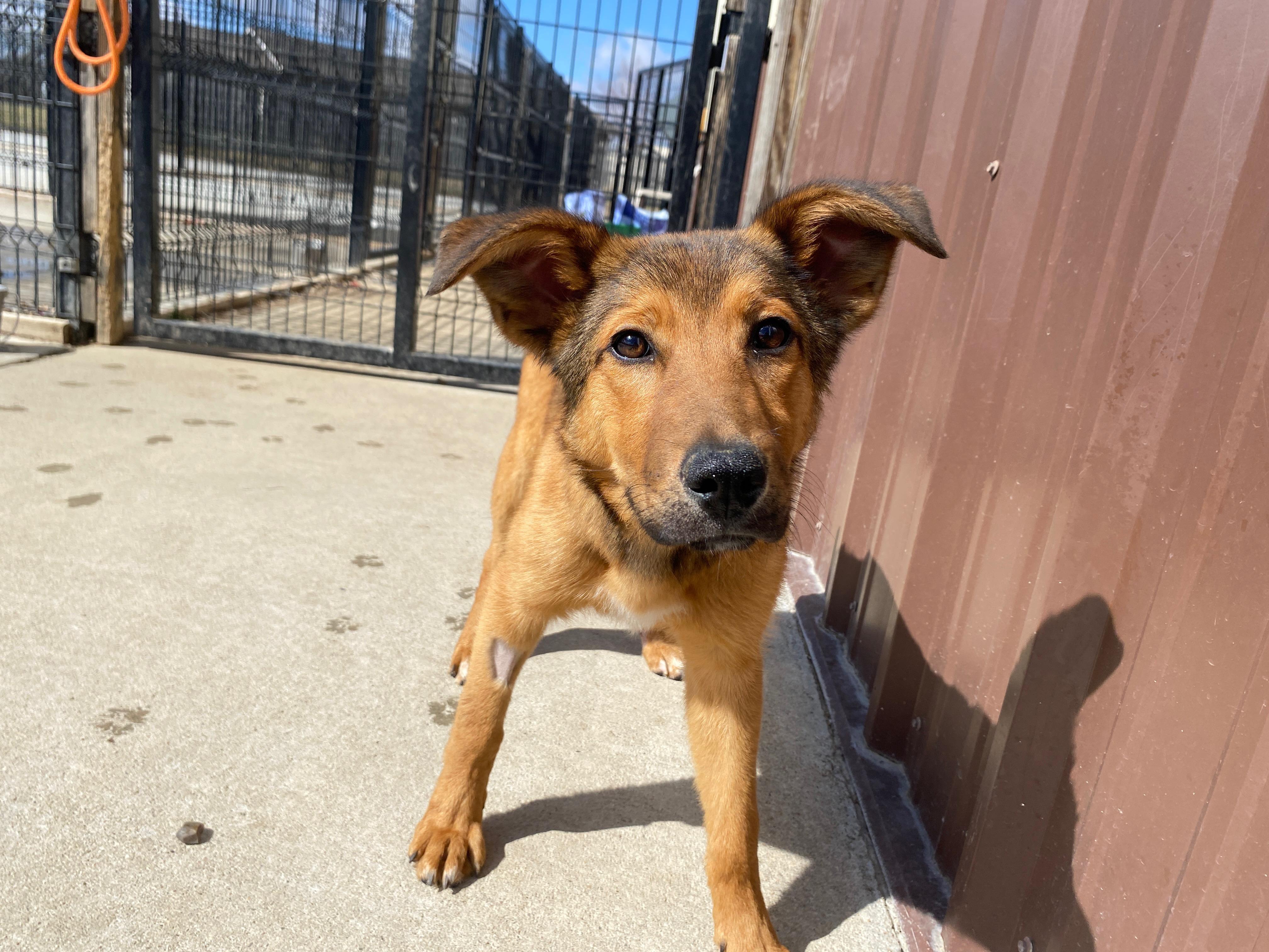 Enlarge Dahlia, an adopted mixed breed in Auburn, NE image 5/5