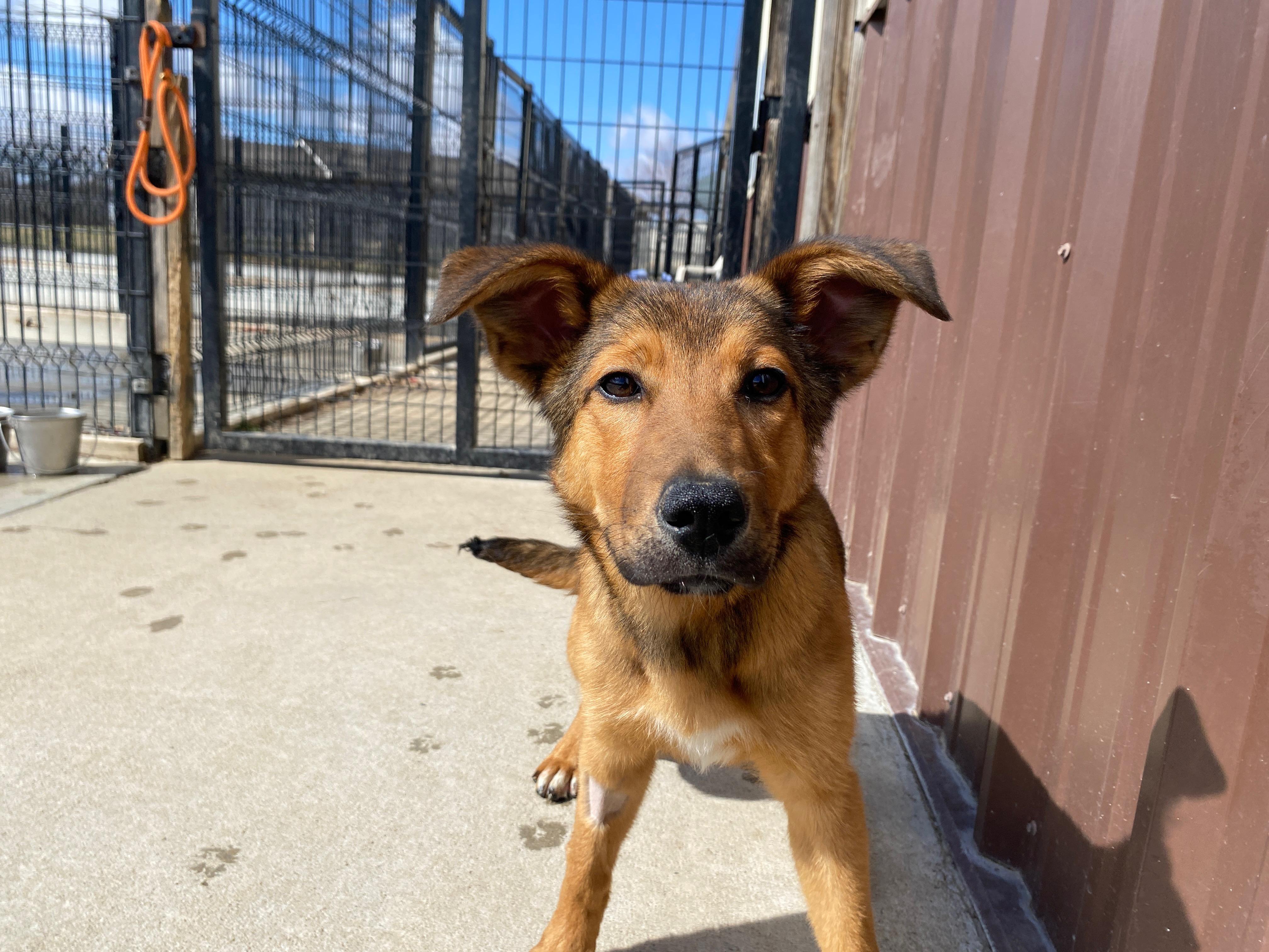 Enlarge Dahlia, an adopted mixed breed in Auburn, NE image 3/5