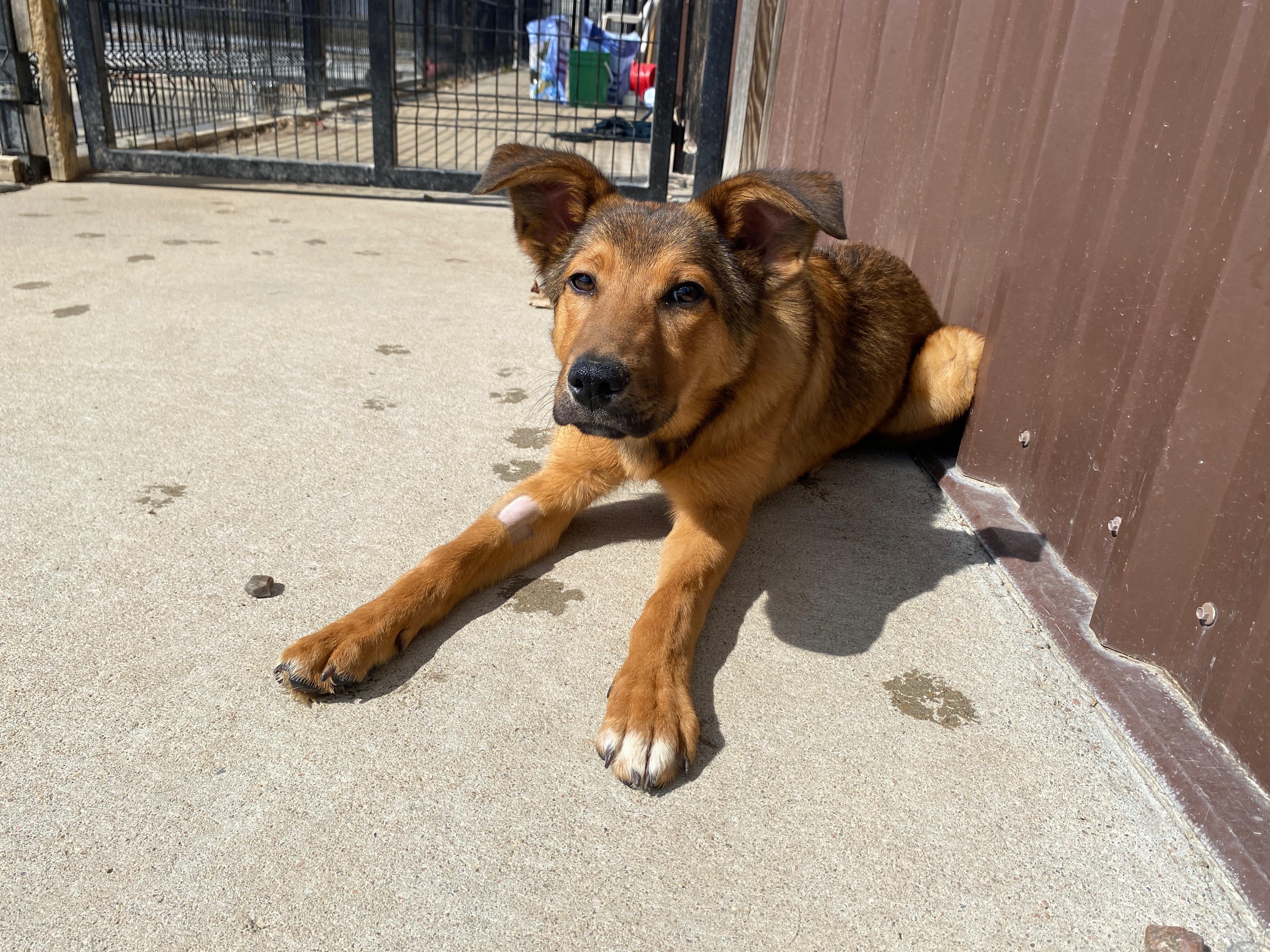 Enlarge Dahlia, an adopted mixed breed in Auburn, NE image 4/5