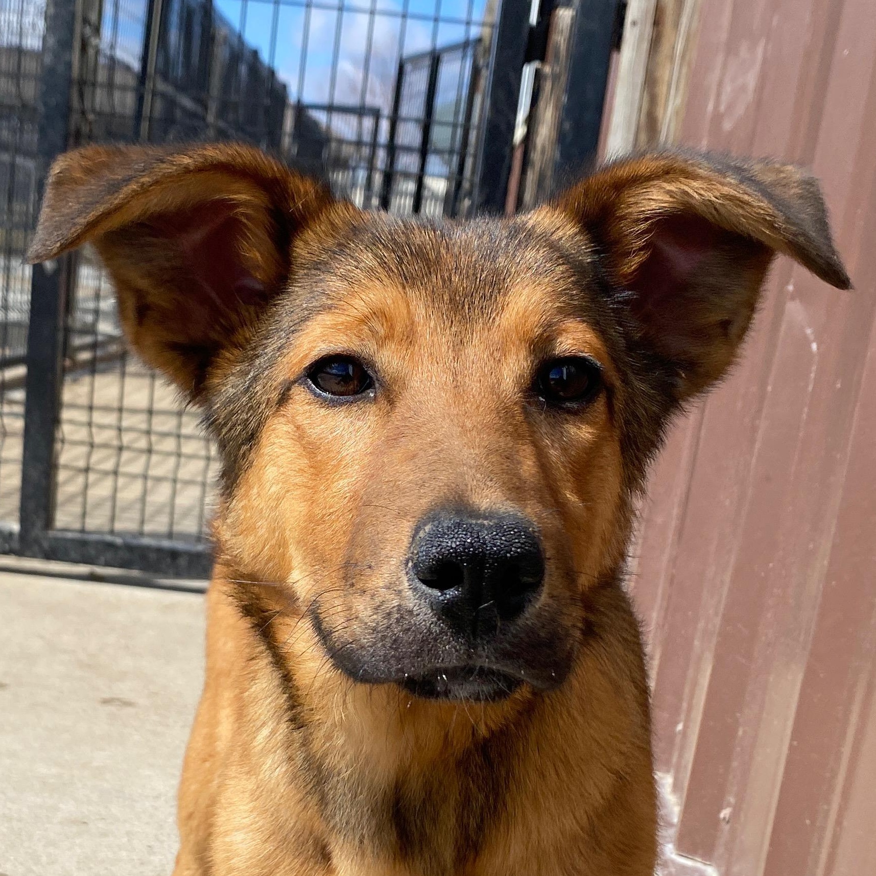 Dahlia, adopted, Puppy Female Shepherd.