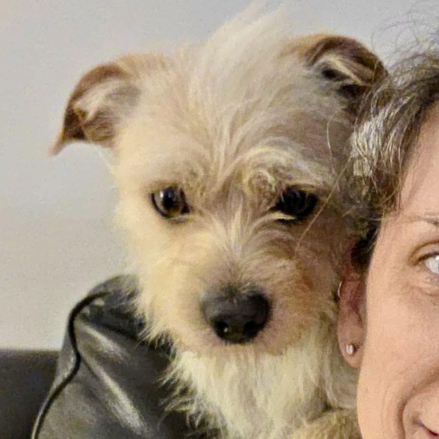 Enlarge Brady, a Adoptable Terrier in Holly Springs, NC image 2/3