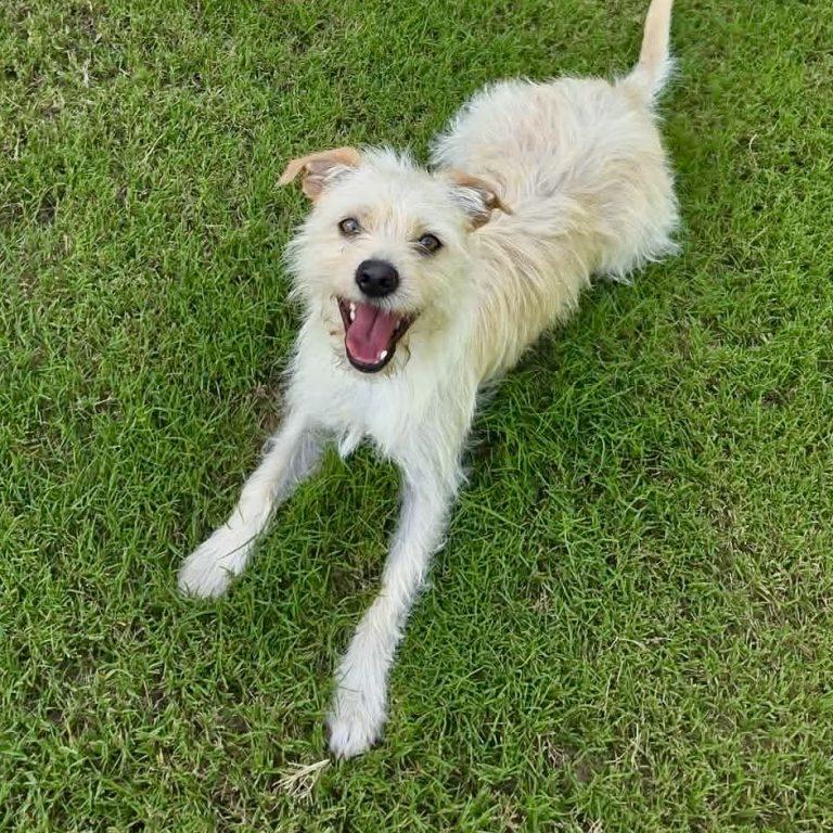 Enlarge Brady, a Adoptable Terrier in Holly Springs, NC image 1/3