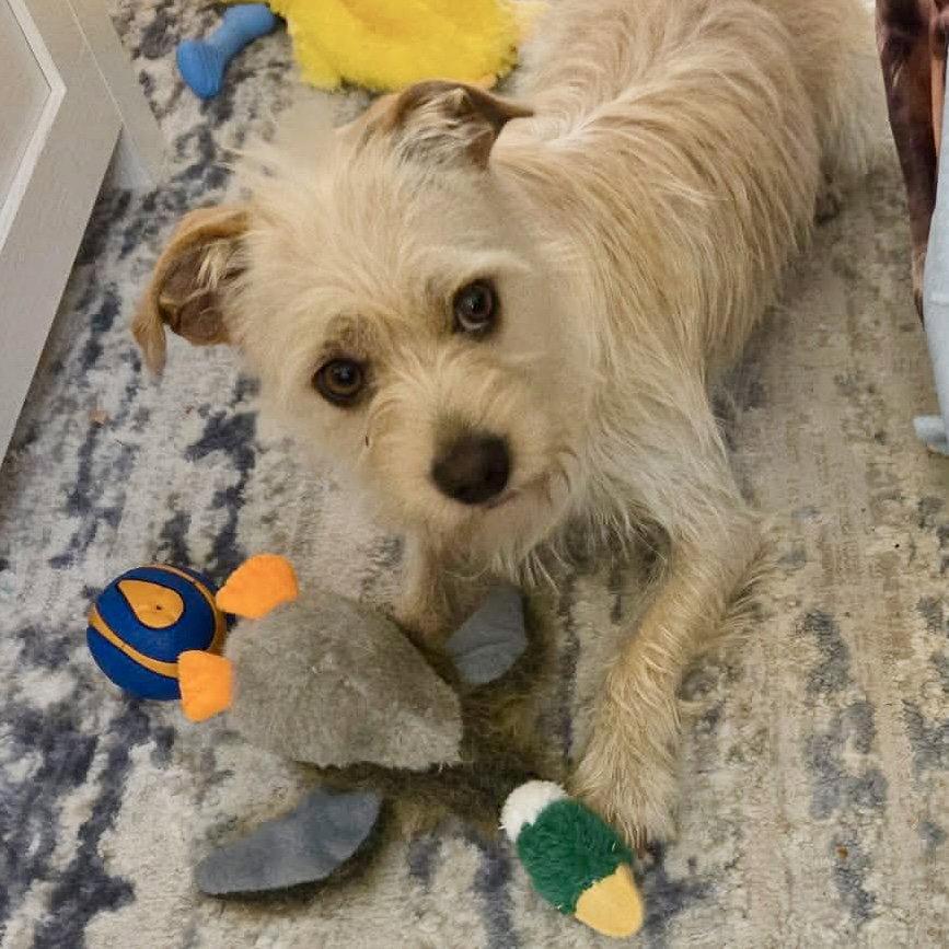 Enlarge Brady, a Adoptable Terrier in Holly Springs, NC image 3/3
