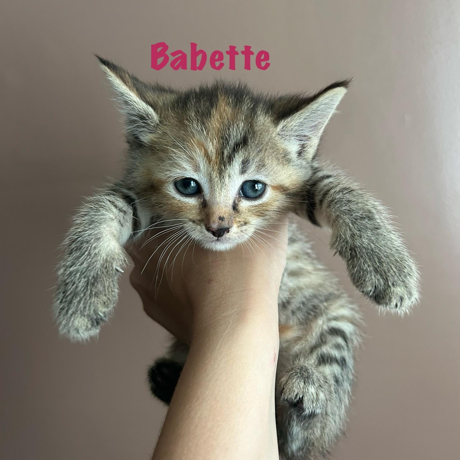 Babette