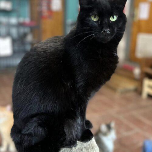 Willomena, a Adoptable Domestic Short Hair in Tipp City, OH image 2/7