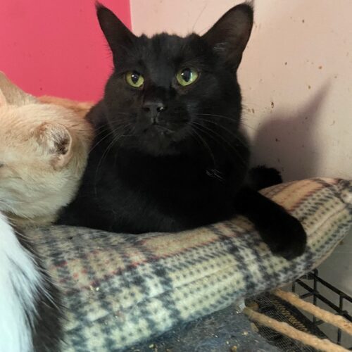 Willomena, Adoptable, Adult Female Domestic Short Hair.