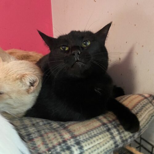 Willomena, a Adoptable Domestic Short Hair in Tipp City, OH image 5/7