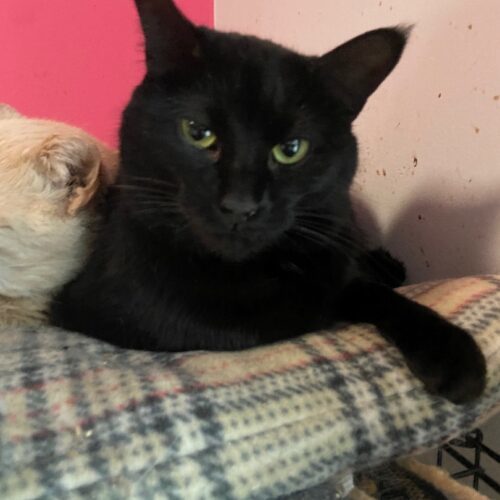 Enlarge Willomena, a Adoptable Domestic Short Hair in Tipp City, OH image 7/7